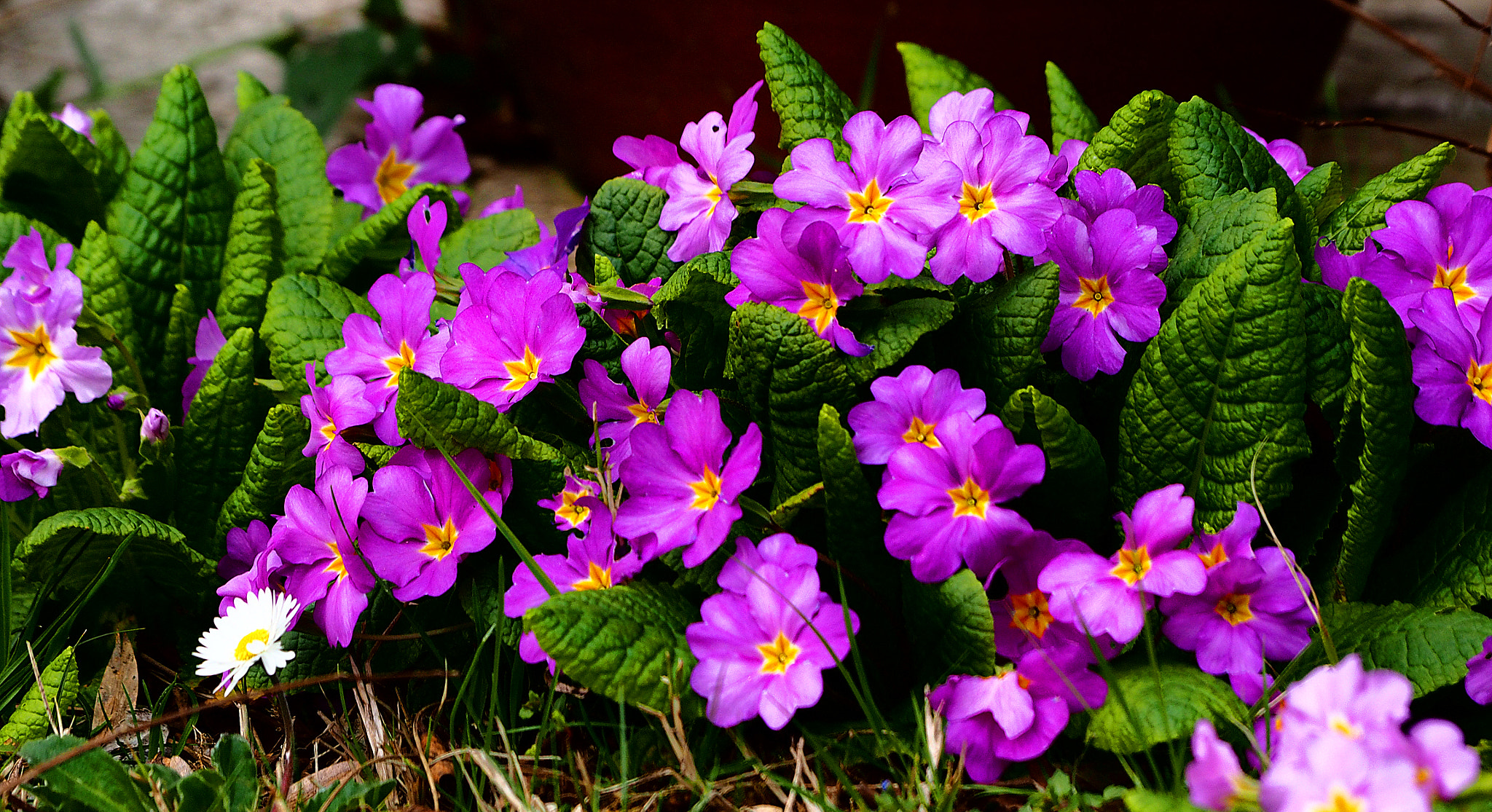 Olympus Zuiko Digital ED 70-300mm F4.0-5.6 sample photo. Spring is started photography