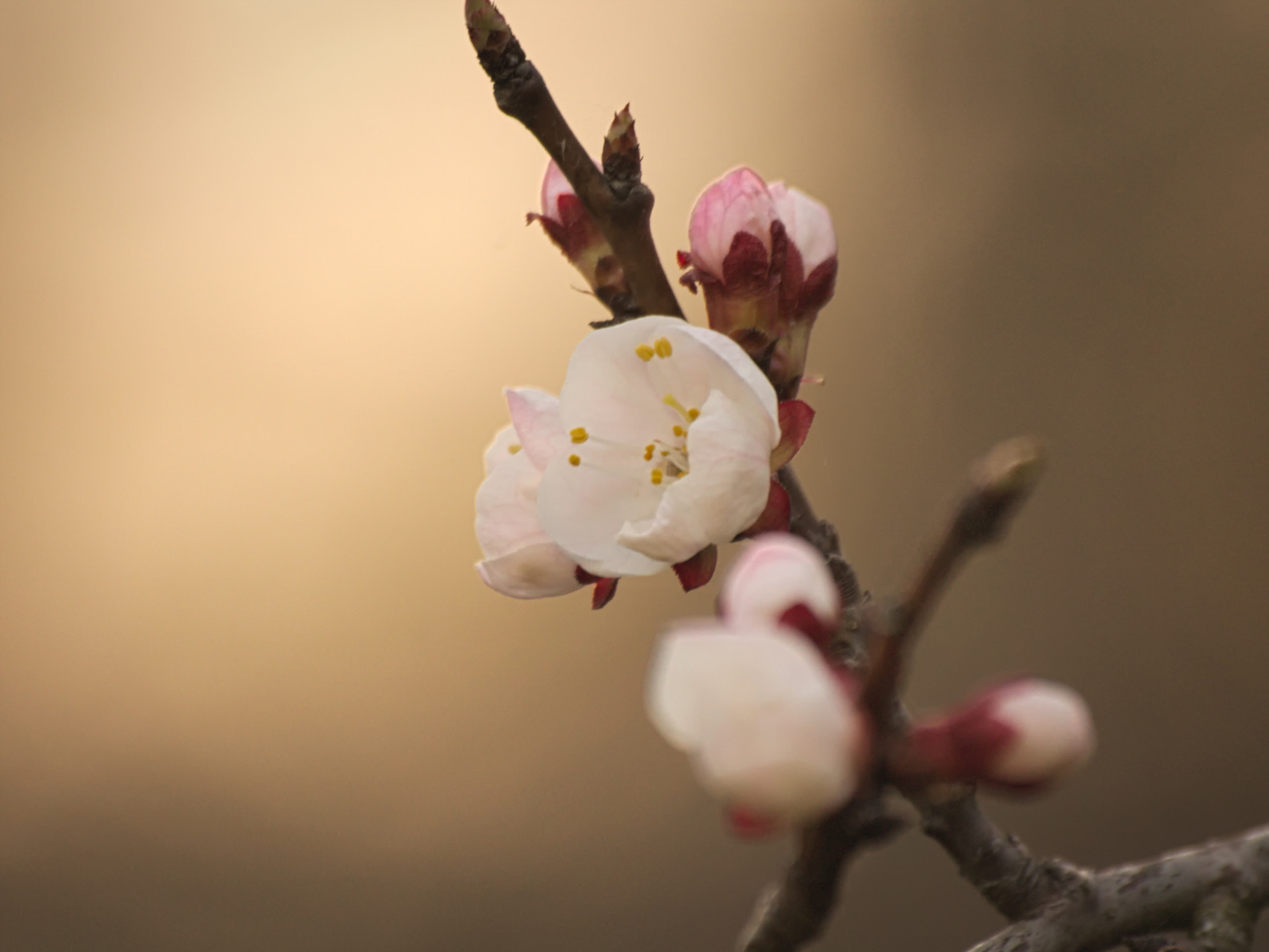 Sigma 70-300mm F4-5.6 APO DG Macro sample photo. Cherry photography