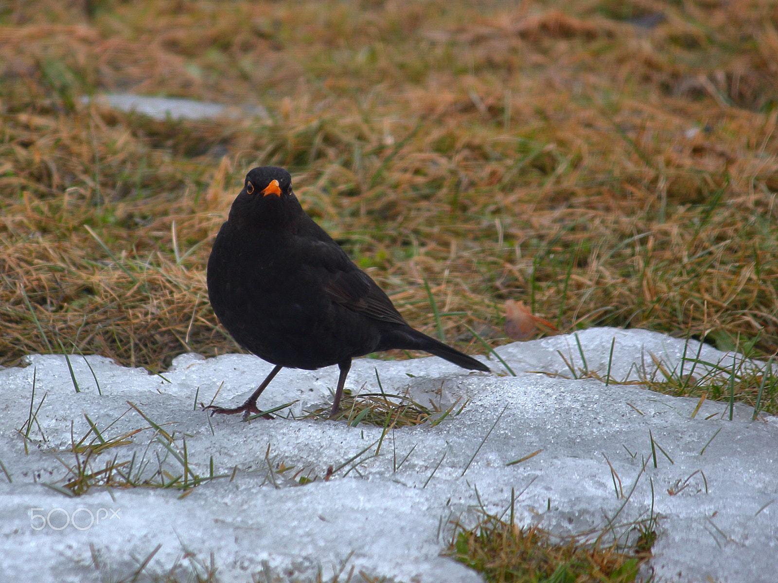 Canon EF-S 55-250mm F4-5.6 IS sample photo. Blackbird photography