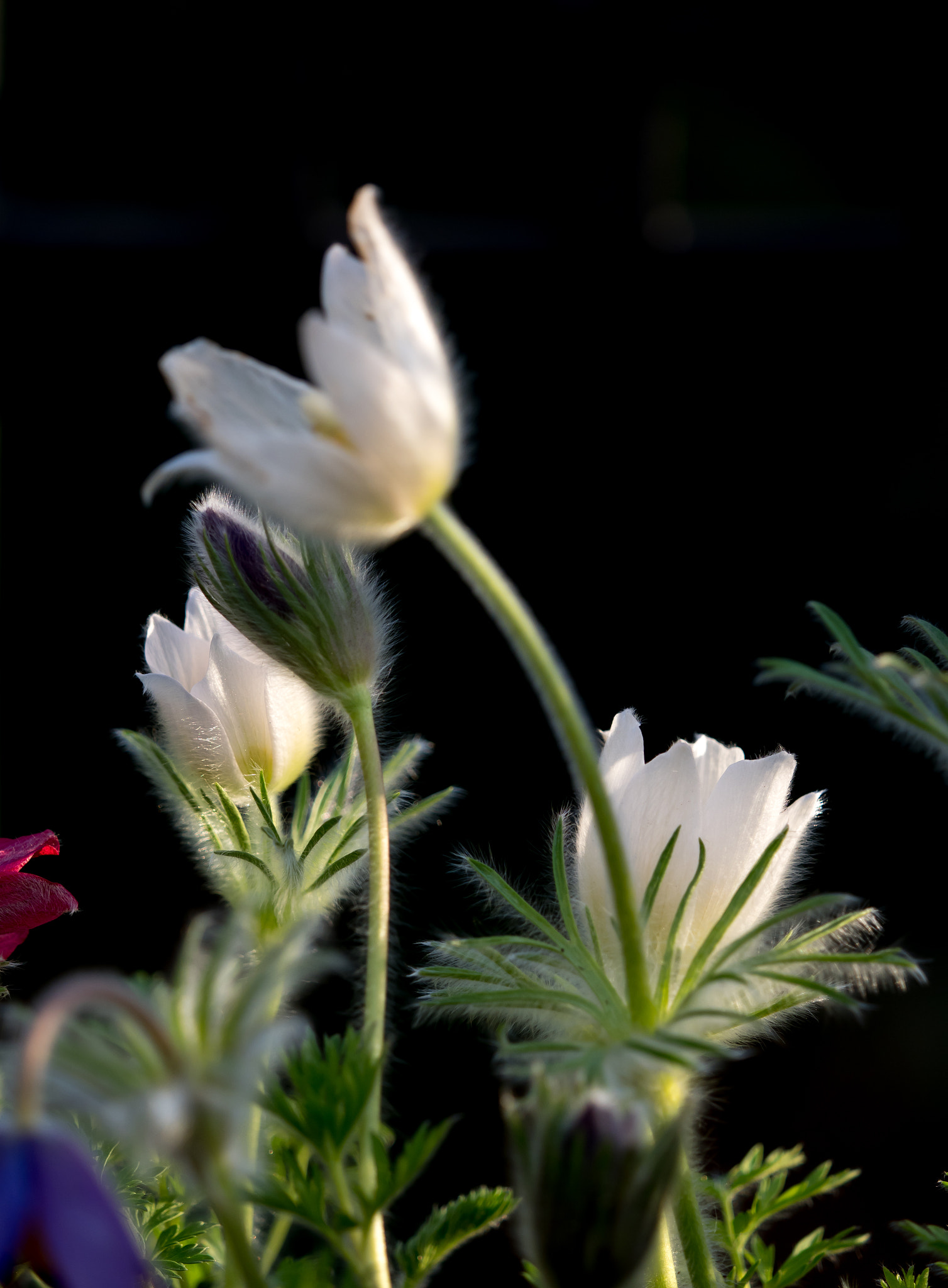 Olympus OM-D E-M1 Mark II + Olympus M.Zuiko Digital ED 40-150mm F2.8 Pro sample photo. Pulsatilla xxx -  velvet and silk ii photography