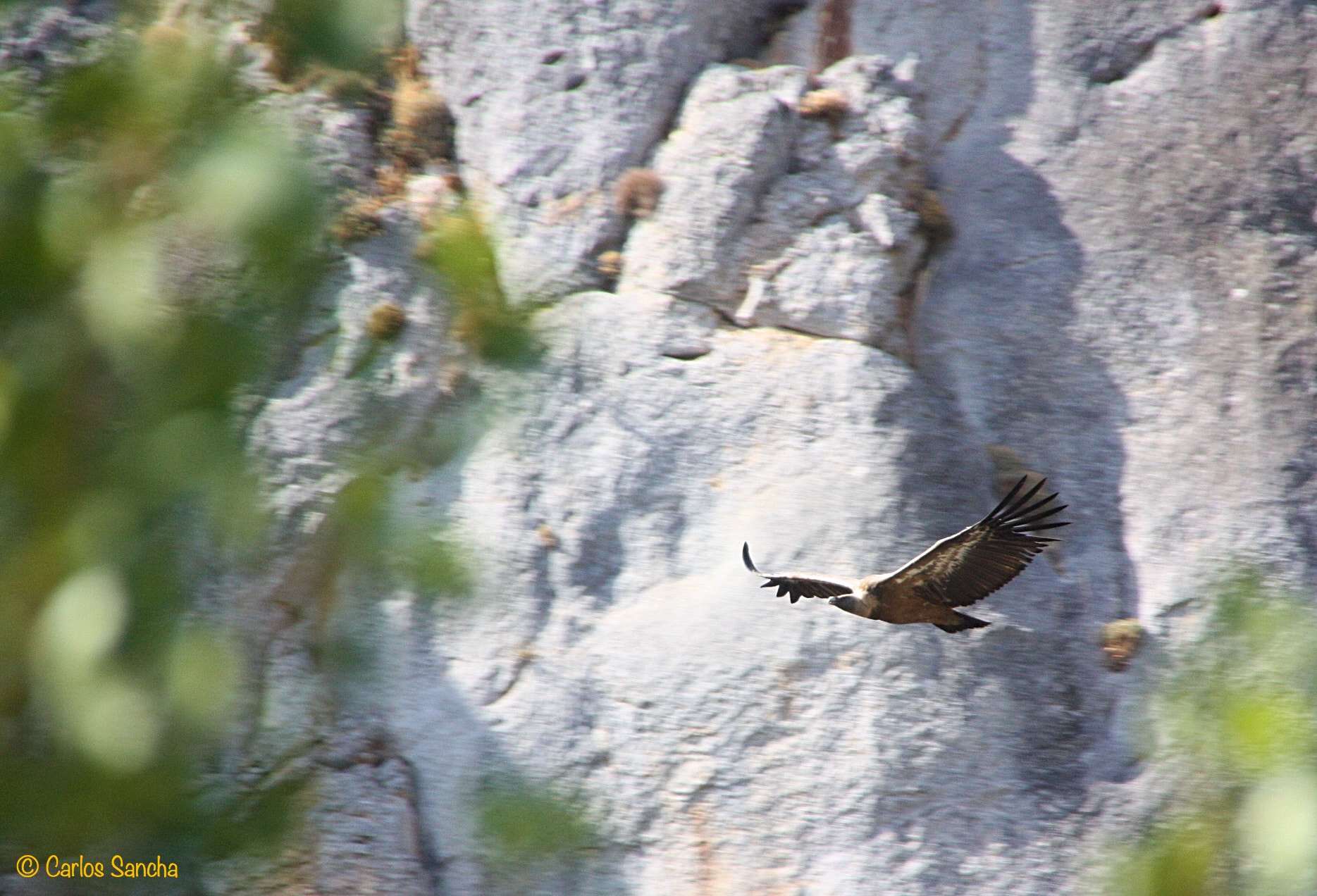 Sigma 18-250mm F3.5-6.3 DC OS HSM sample photo. Buitre leonado - gyps fulvus photography