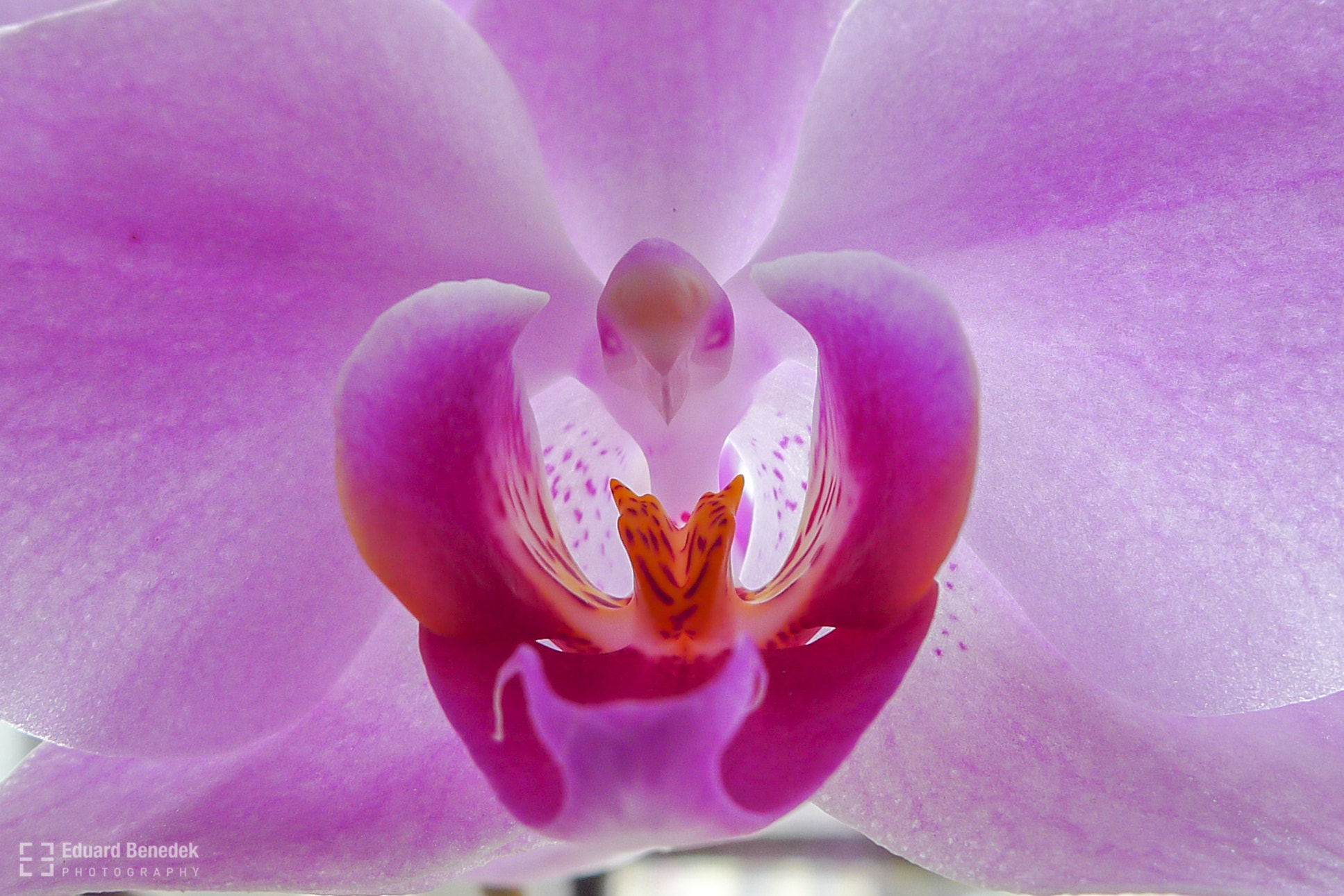 Leica D-LUX 5 sample photo. Orhidea whit face bird photography