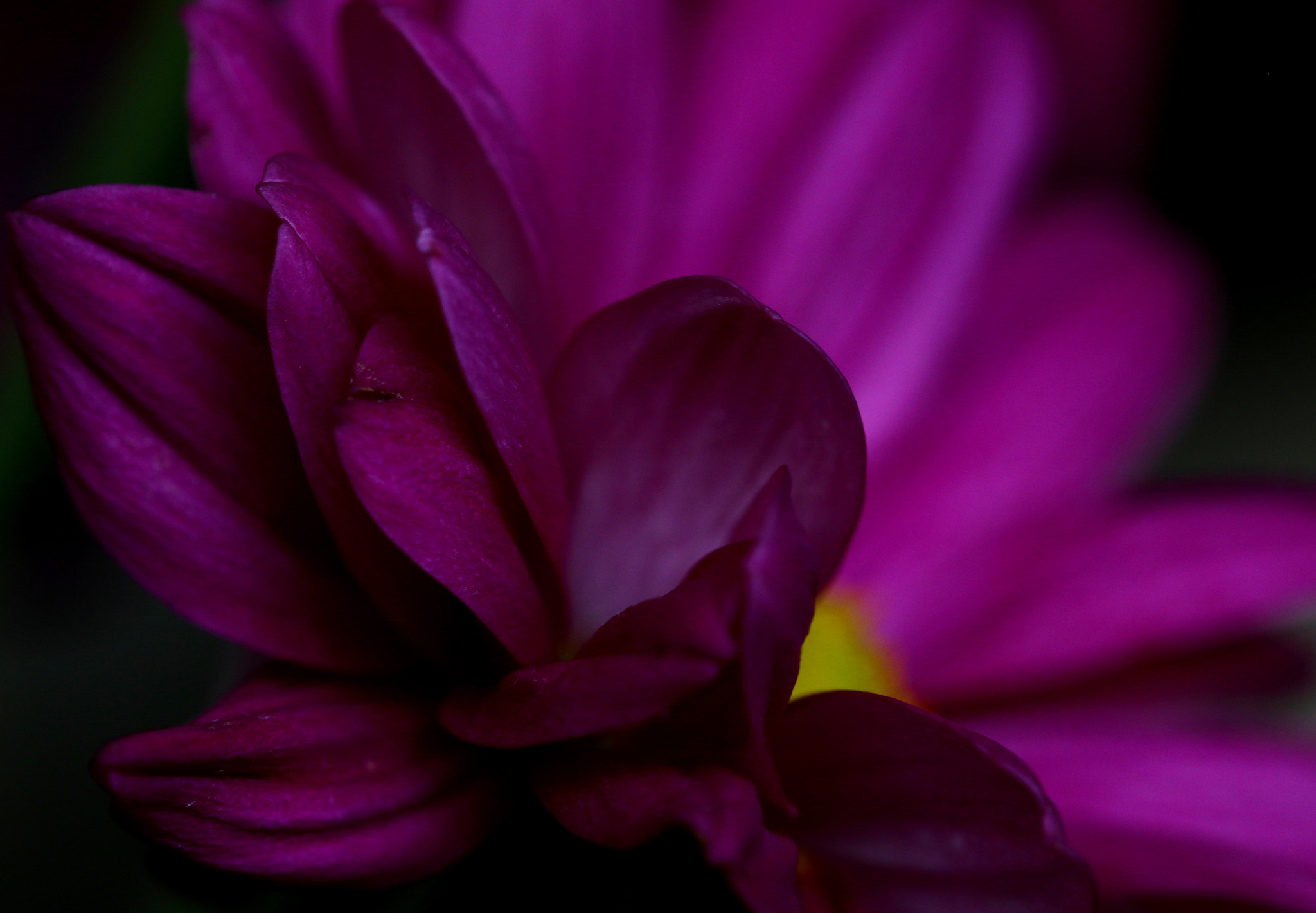 Sigma 105mm F2.8 EX DG OS HSM sample photo. Pink riot photography