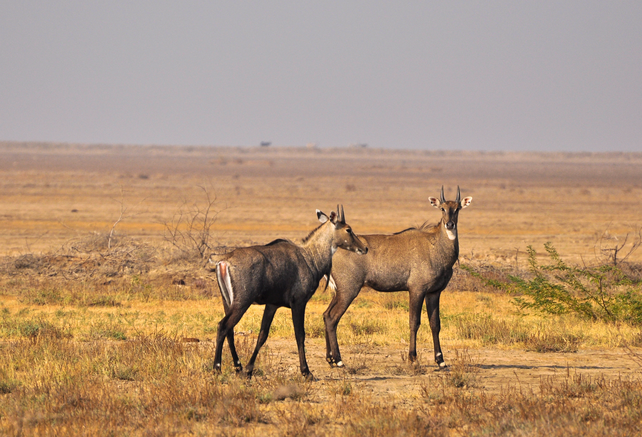 Nikon D90 + Nikon AF-S Nikkor 70-300mm F4.5-5.6G VR sample photo. Nilgai (blue bull) photography