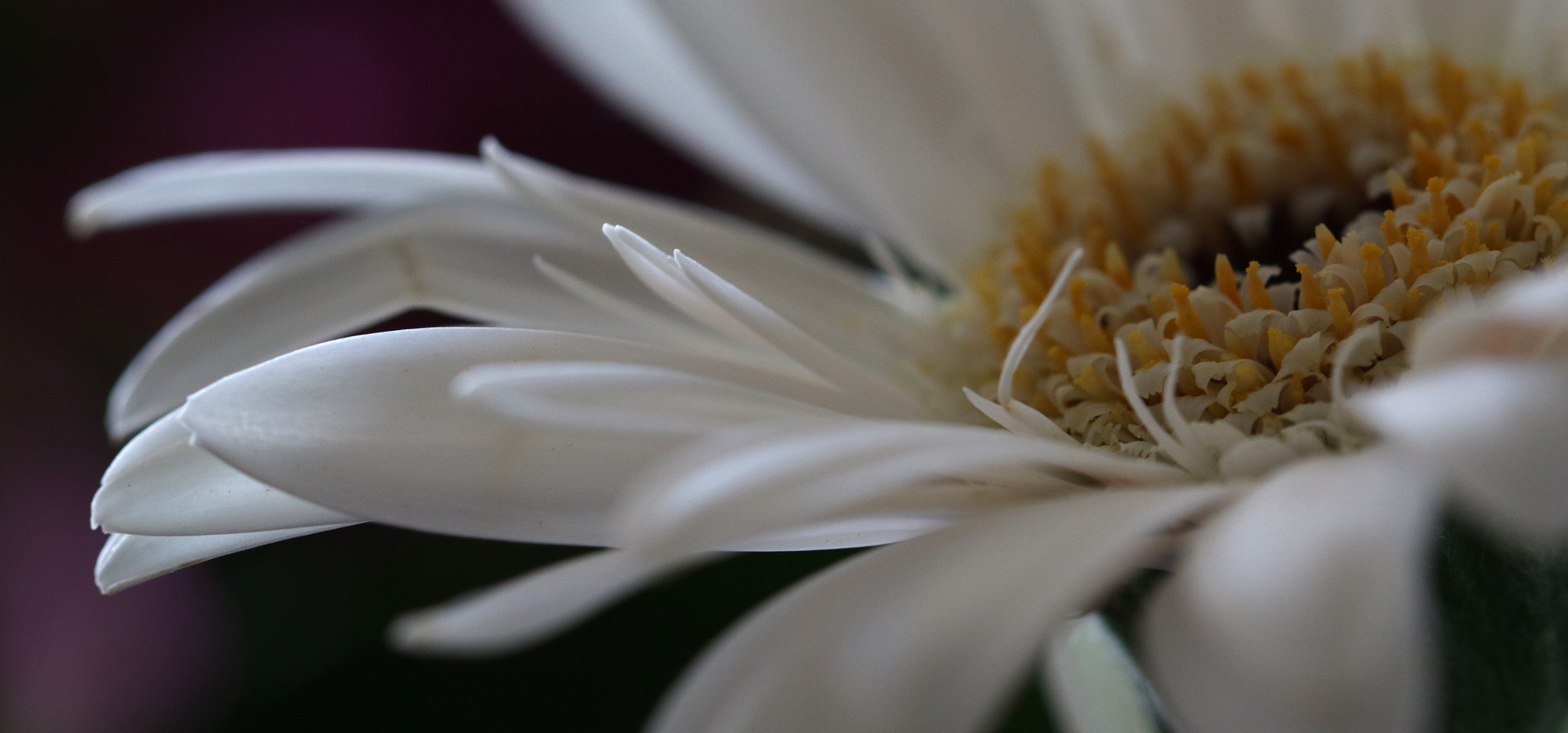 Sigma 105mm F2.8 EX DG OS HSM sample photo. White petals photography