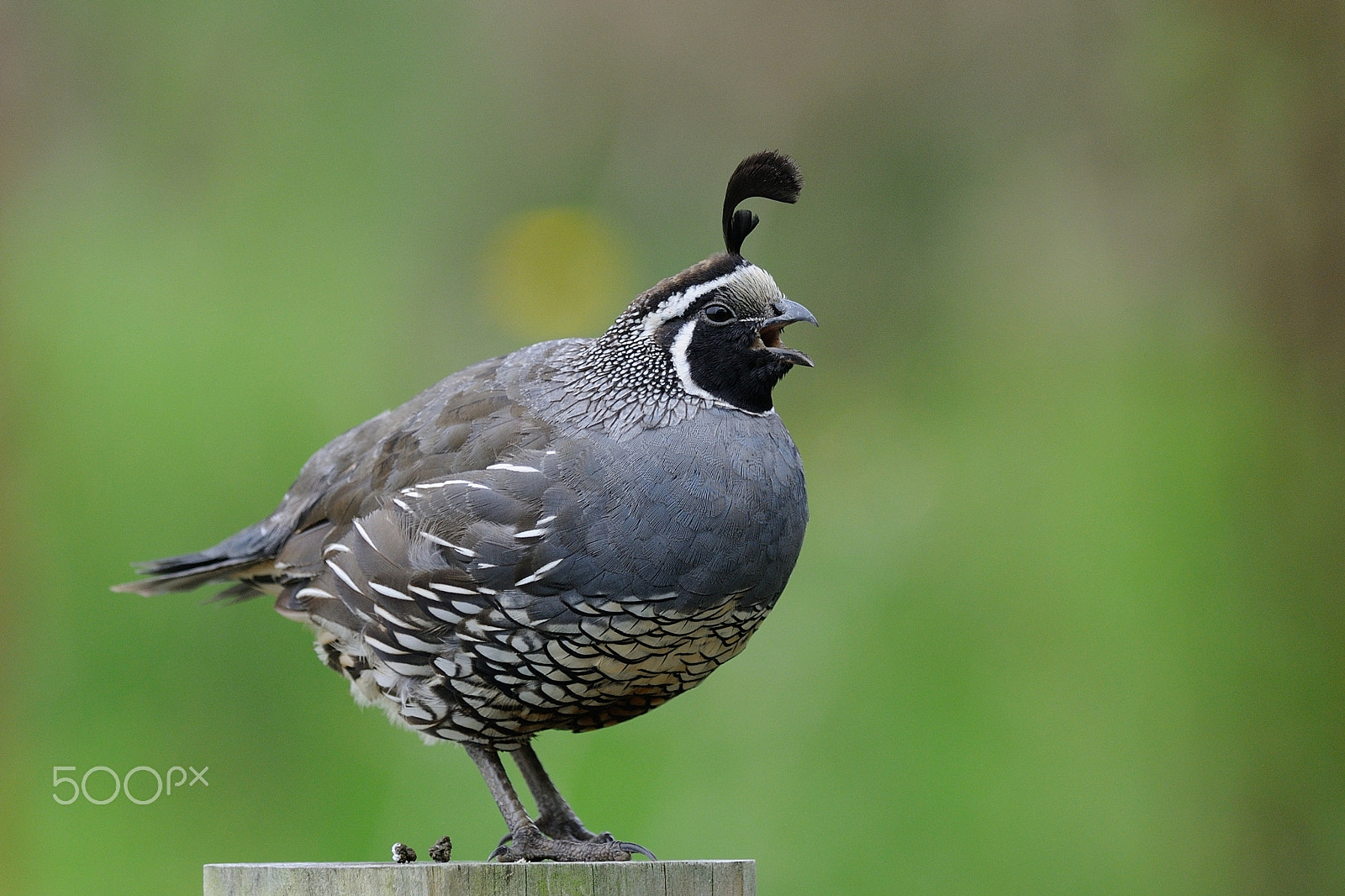 Nikon AF-S Nikkor 300mm F2.8G ED VR II sample photo. California quail photography