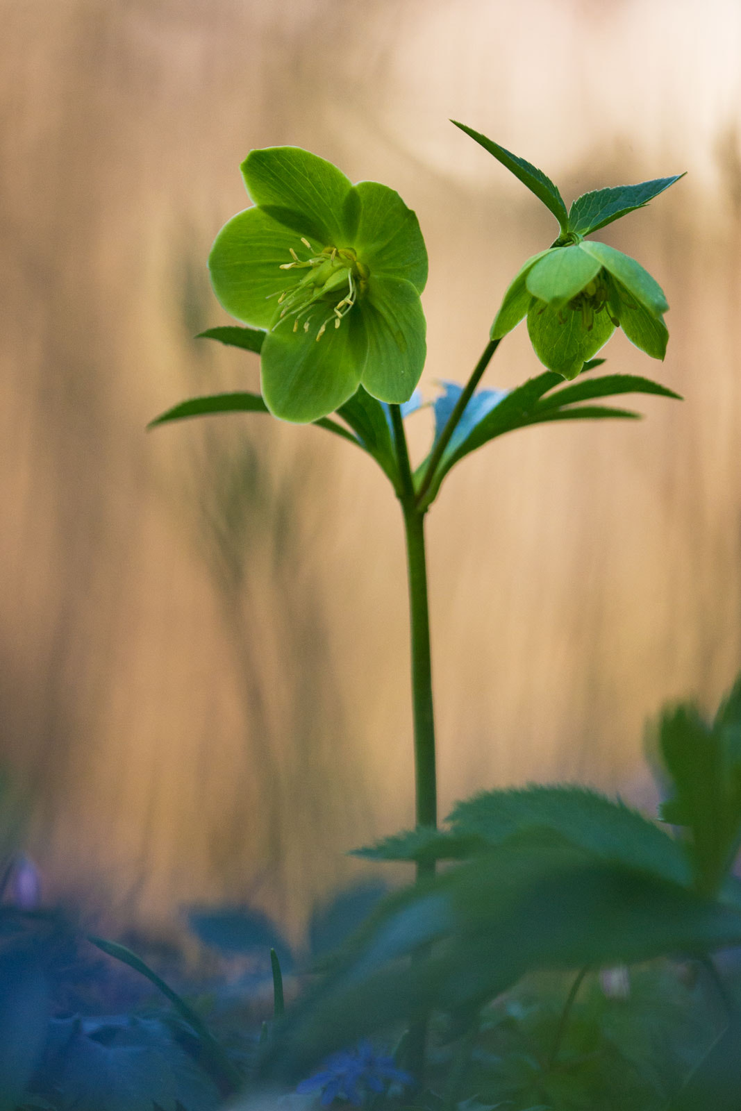 Nikon D4 + Nikon AF Micro-Nikkor 200mm F4D ED-IF sample photo. Helleboro viridis photography