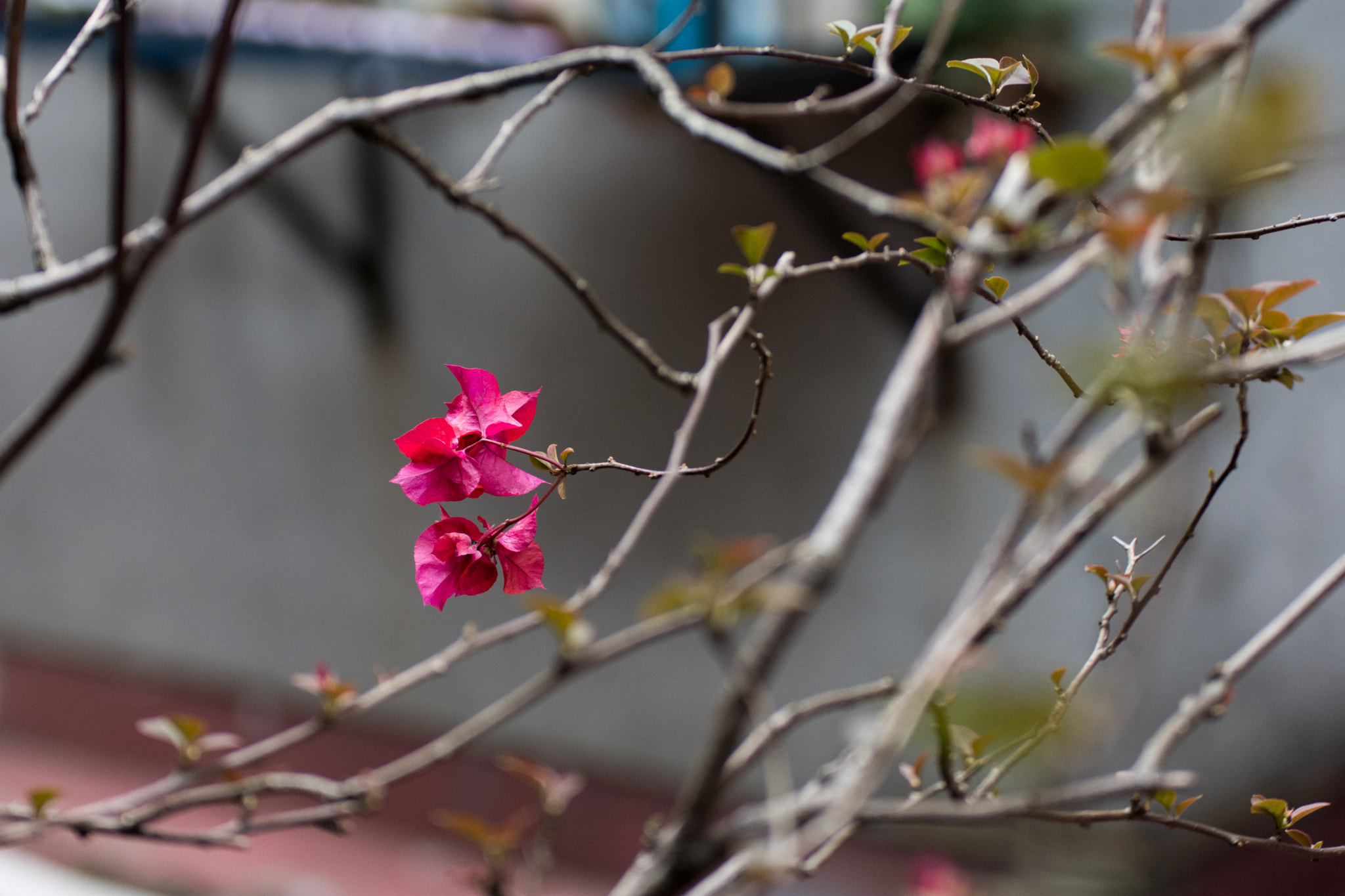 Nikon D7200 sample photo. Dsc photography