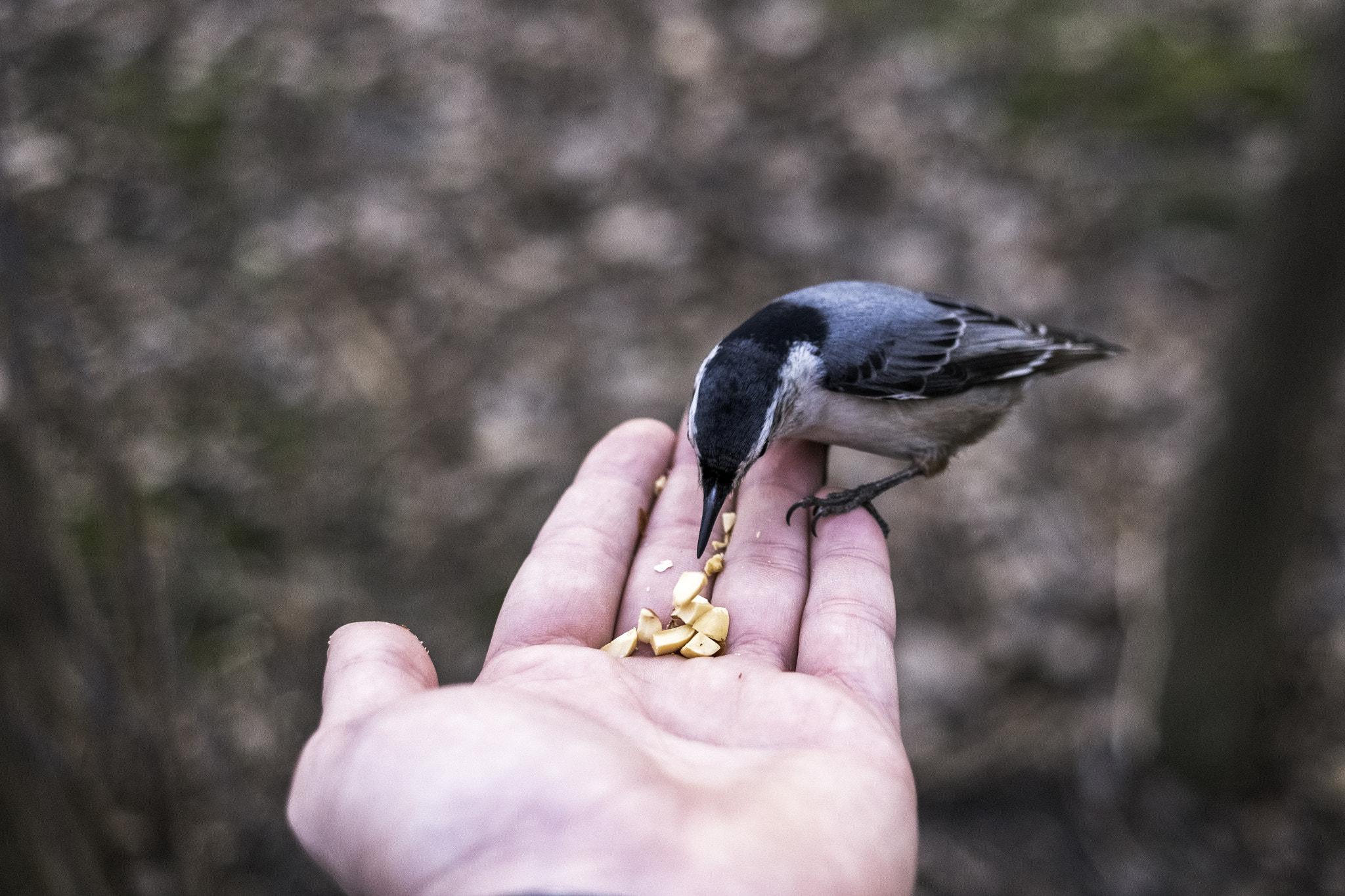 Samsung NX500 + Samsung NX 30mm F2 Pancake sample photo. Oiseau peu timide photography