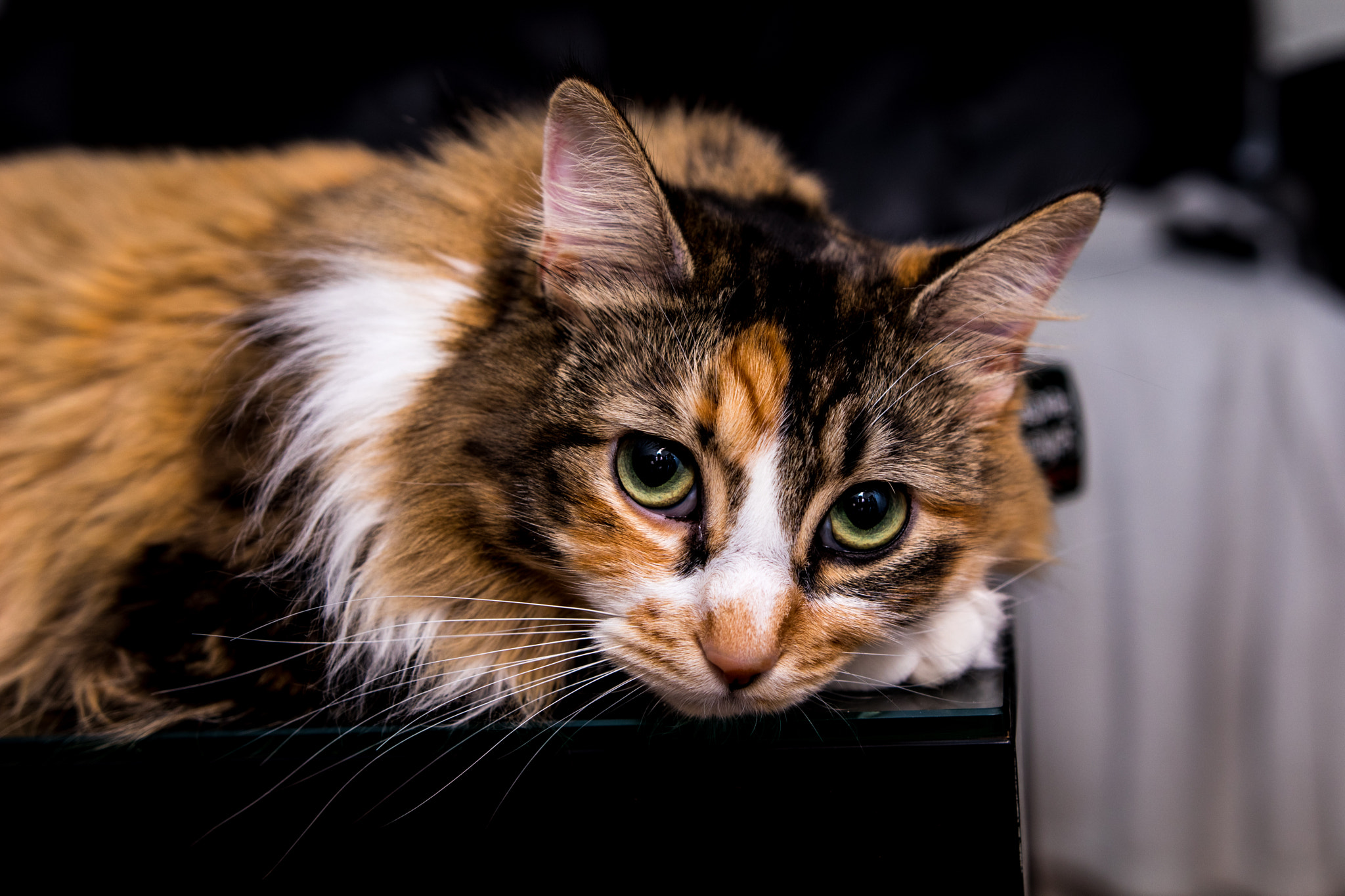 Sigma 18-35mm f/1.8 DC HSM sample photo. Img photography