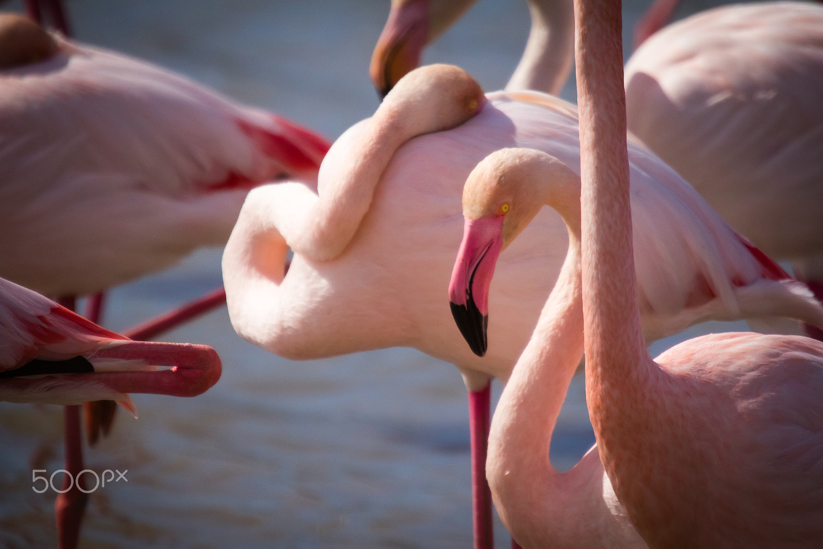 Canon EOS 60D sample photo. Pink flamingos photography