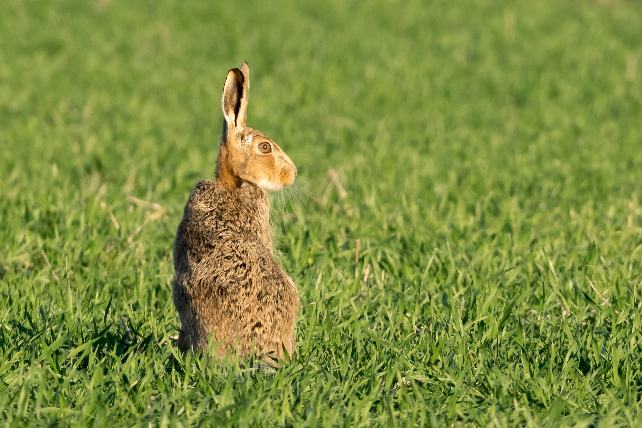 Nikon D3300 + Sigma 150-600mm F5-6.3 DG OS HSM | C sample photo. Hare photography