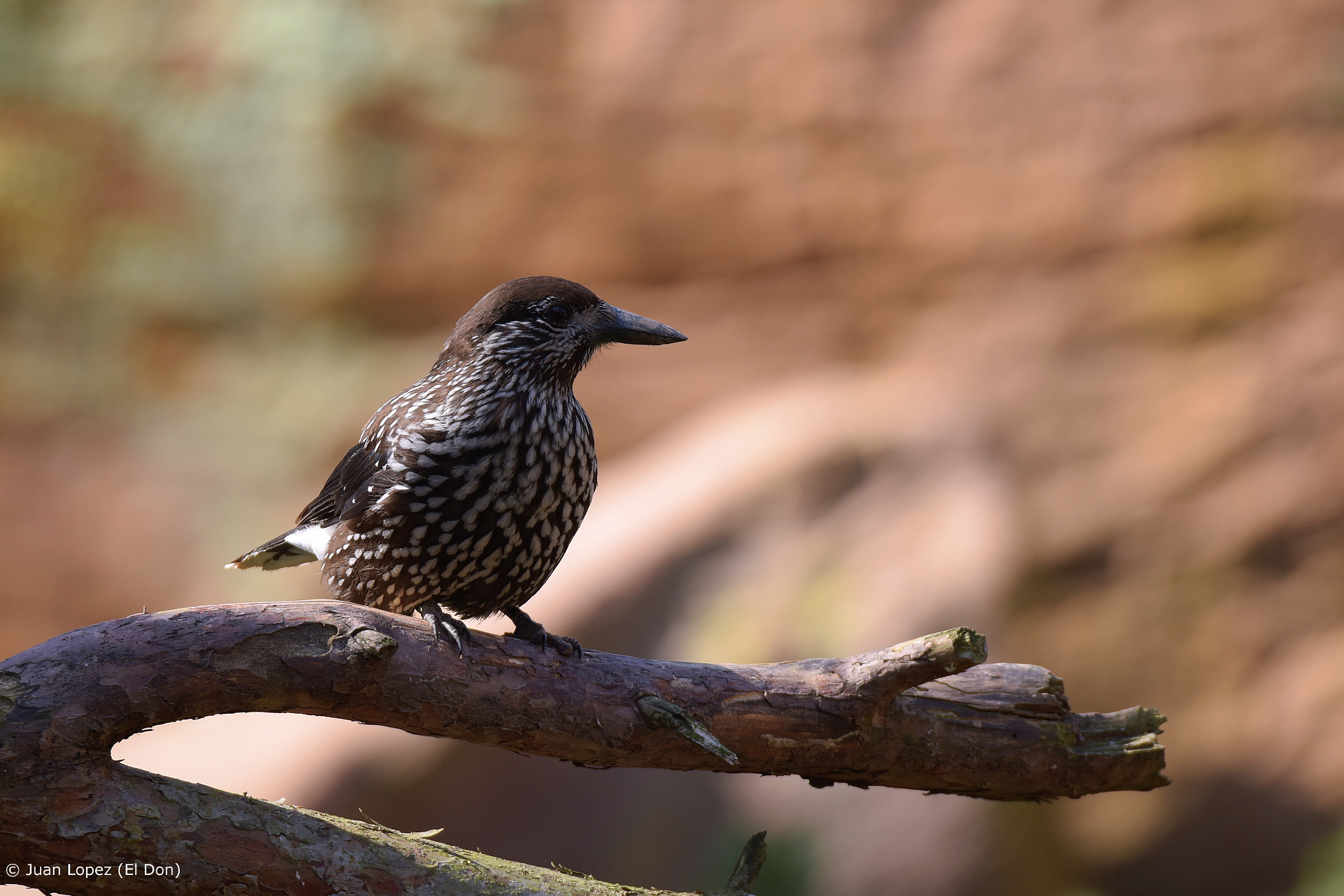 Nikon D810 sample photo. Bird photography