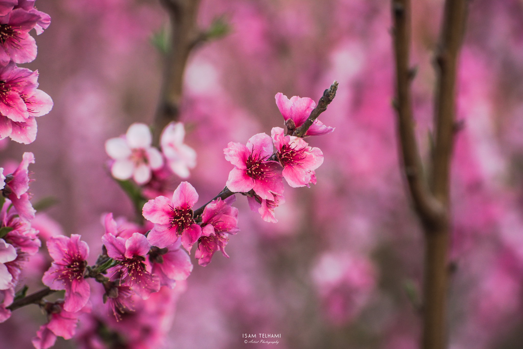 Nikon D750 sample photo. Pink of spring photography