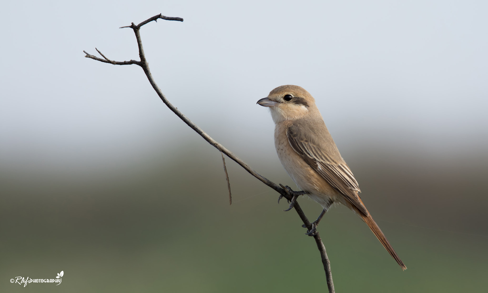 Nikon D7200 sample photo. Duarian shrike photography