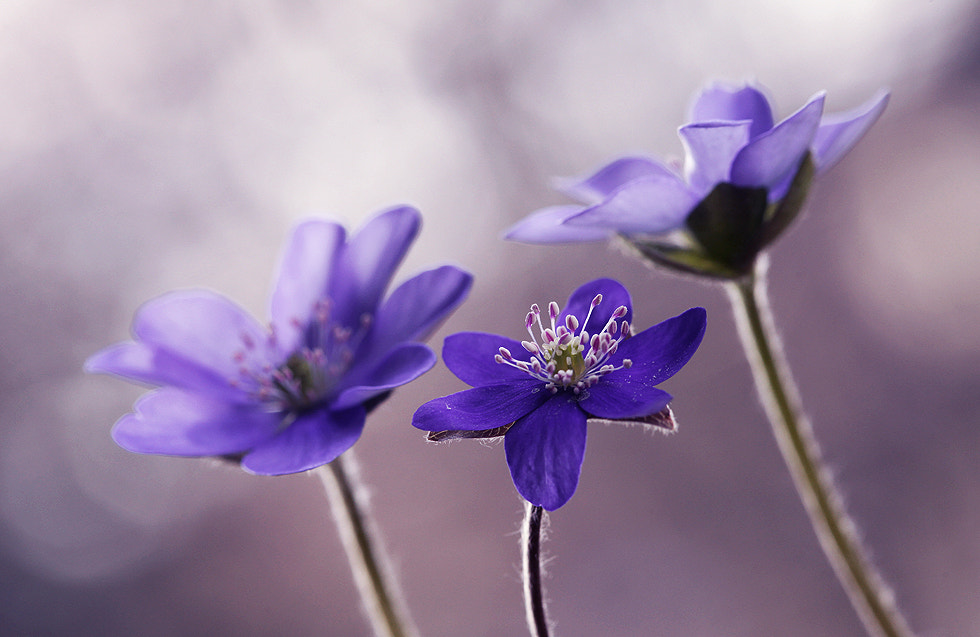 Canon EF 100mm F2.8 Macro USM sample photo. Hepatica nobilis photography