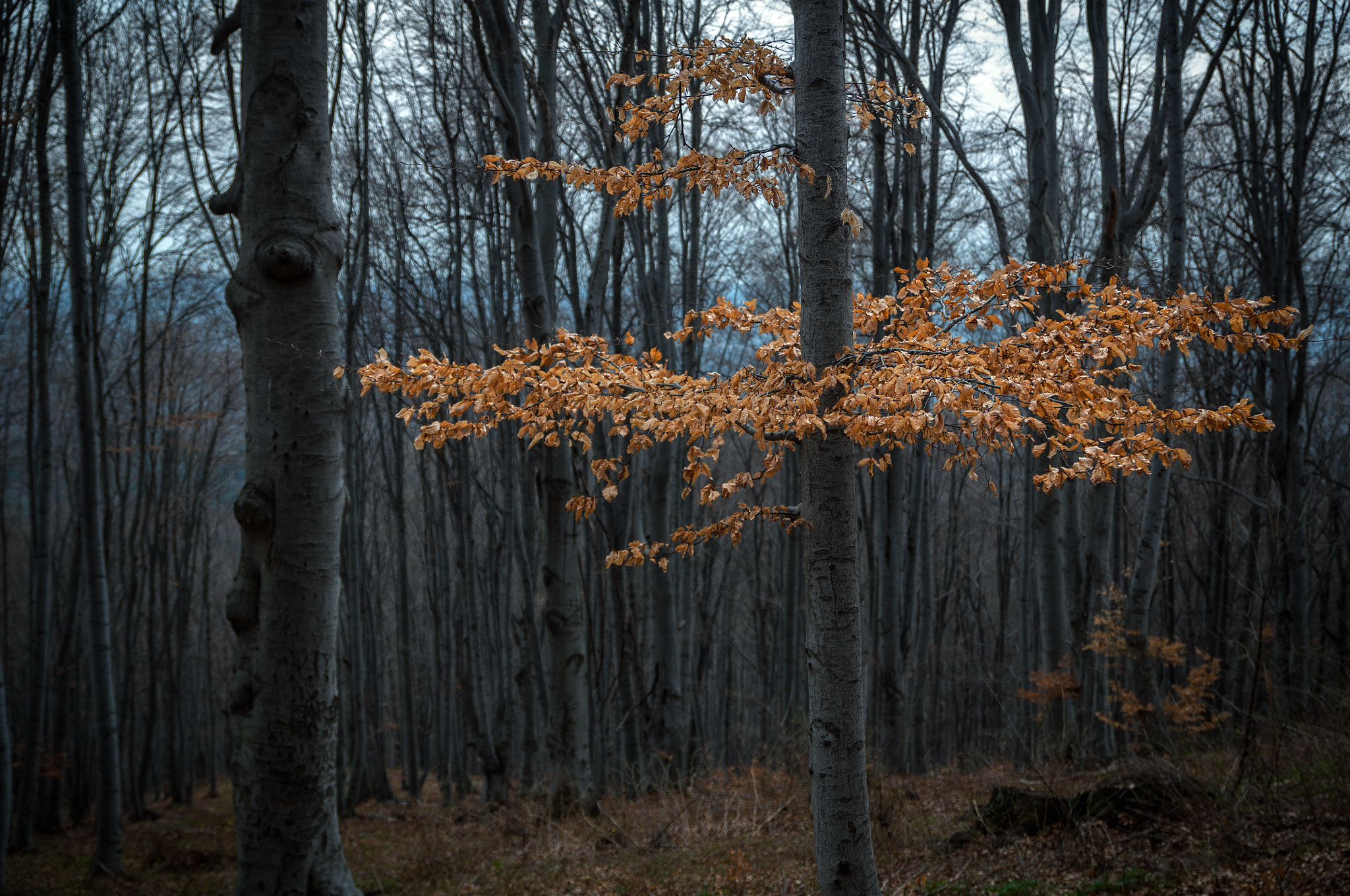 Nikon D5000 sample photo. In the forest photography
