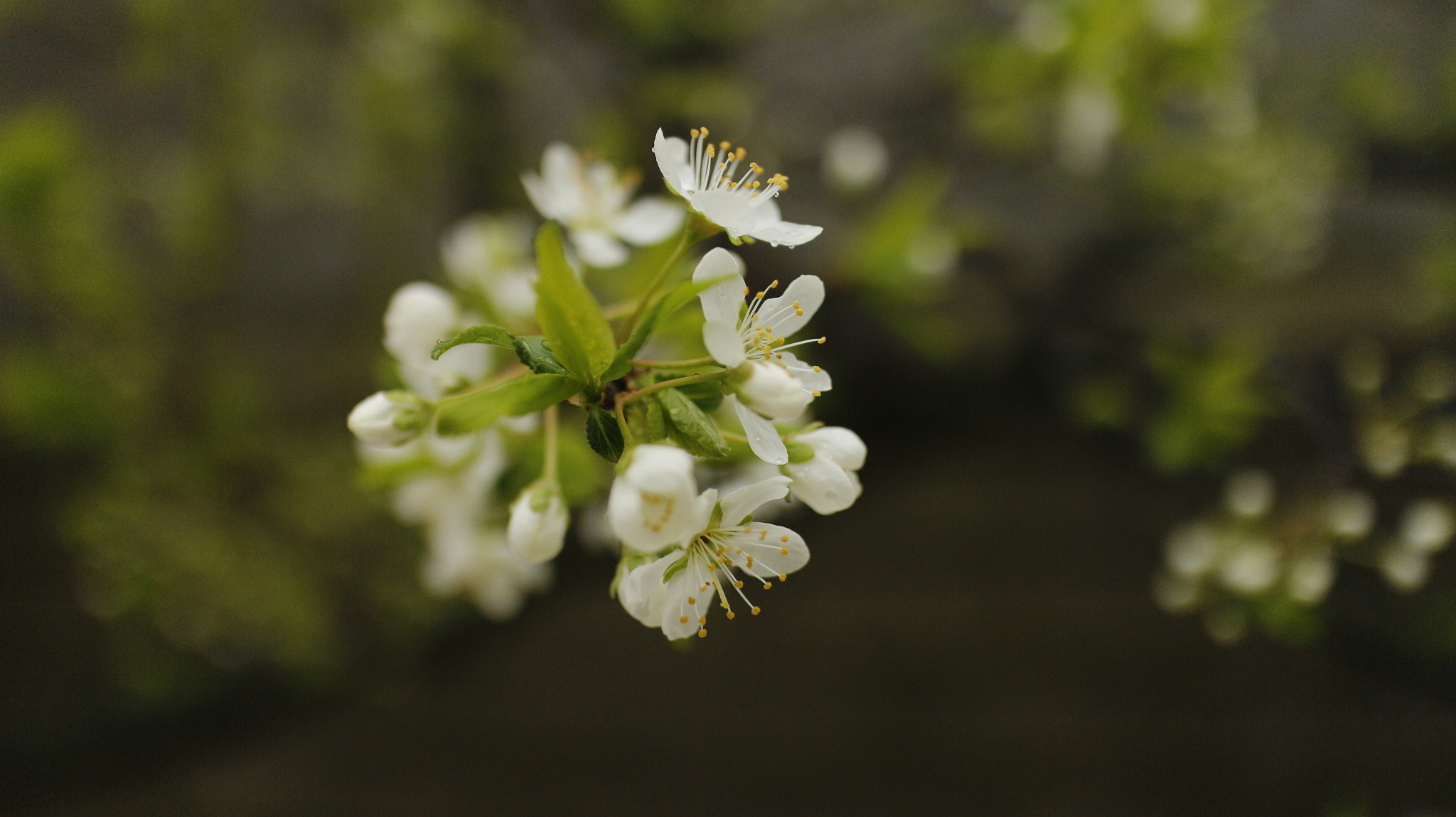 Canon EOS M + Canon EF-M 22mm F2 STM sample photo. Springtime photography