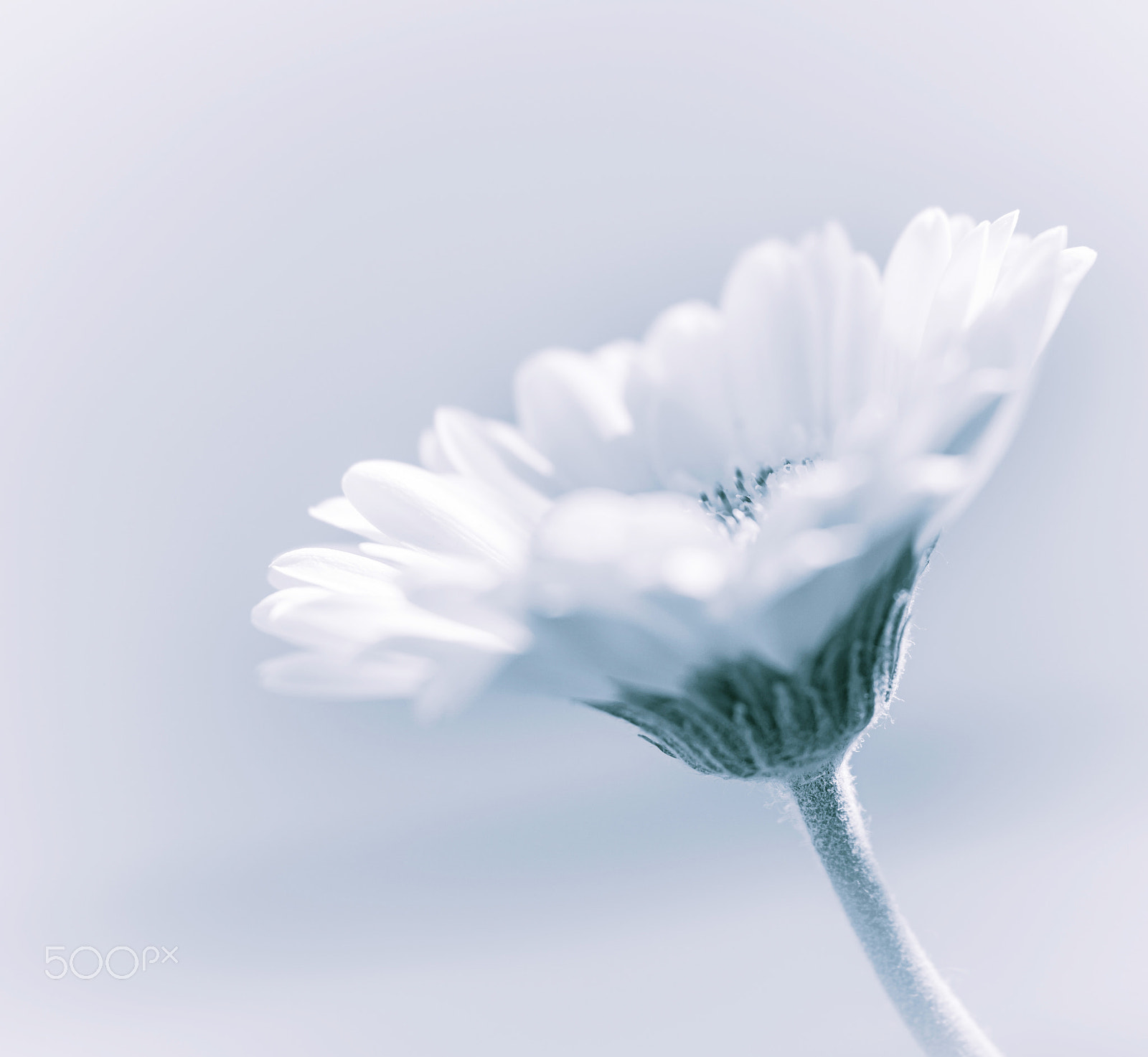 Samsung NX30 + Samsung NX 60mm F2.8 Macro ED OIS SSA sample photo. Light as a breath photography