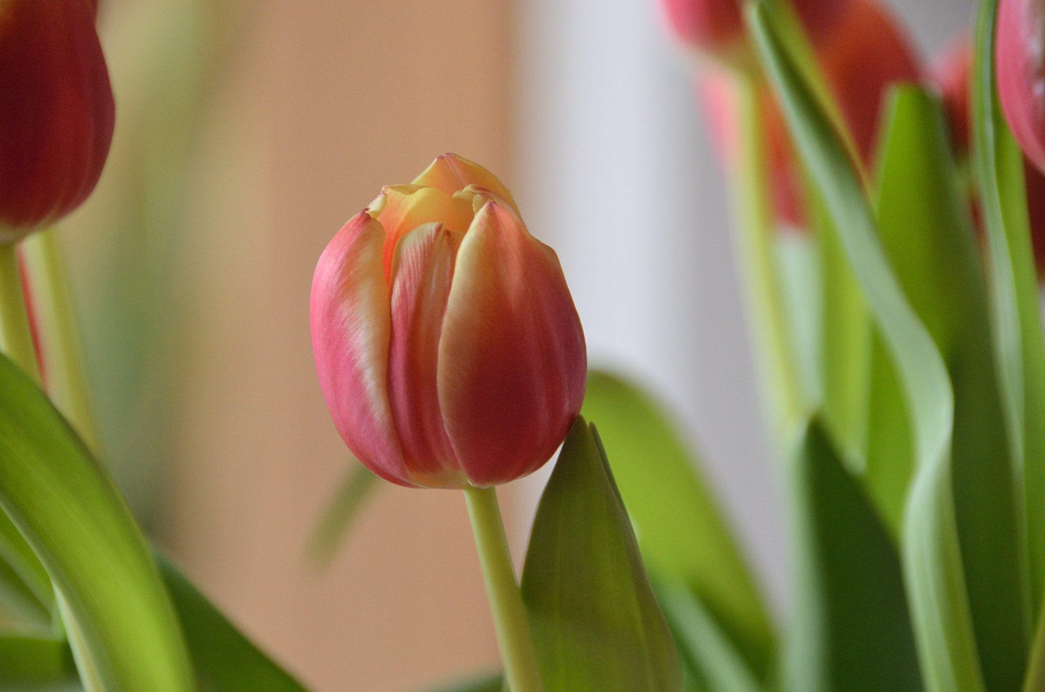 Nikon D7000 + Sigma 18-250mm F3.5-6.3 DC Macro OS HSM sample photo. Solo tulip wants attention photography