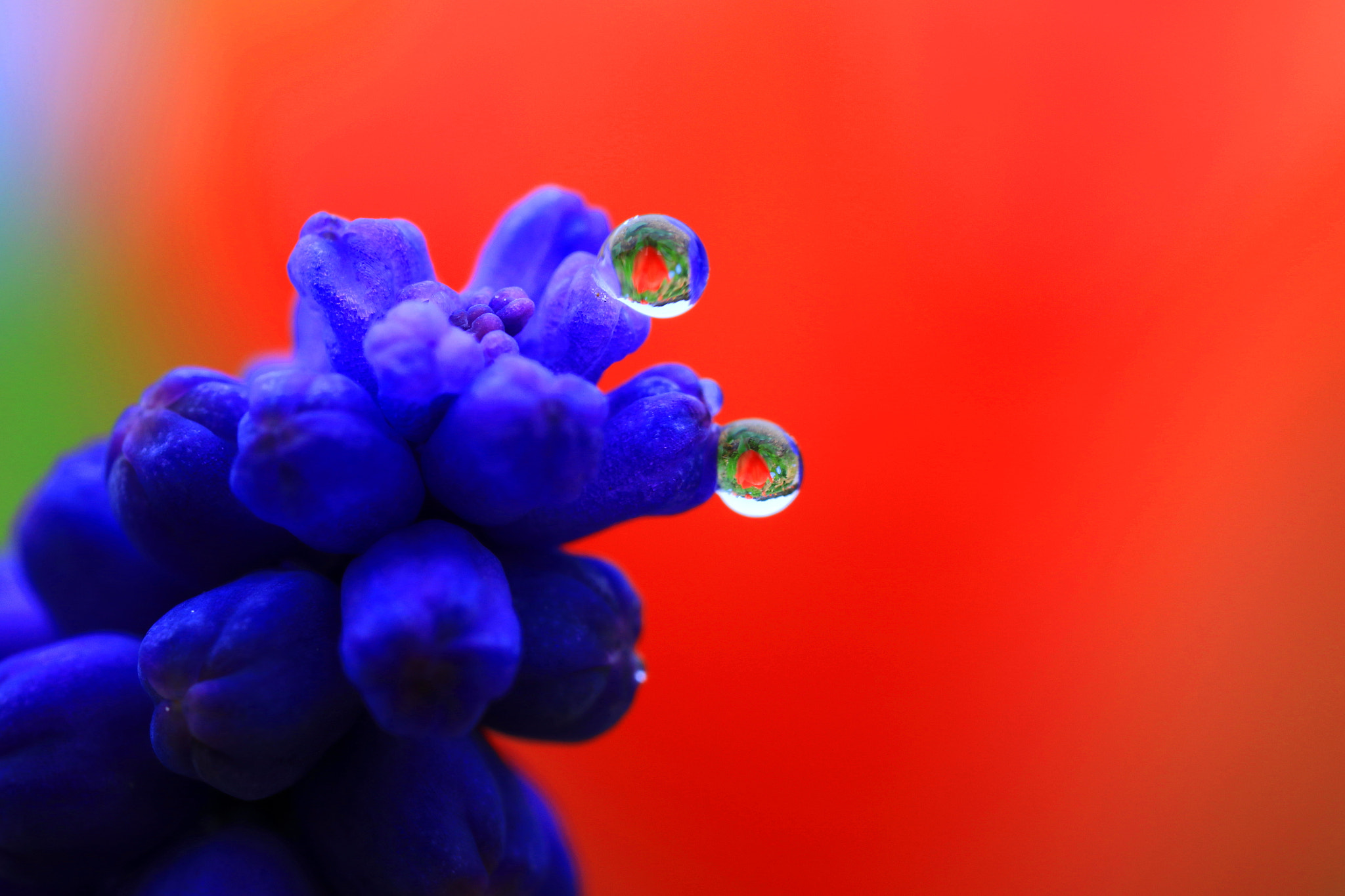 Canon EOS 7D Mark II + Canon MP-E 65mm F2.5 1-5x Macro Photo sample photo. Spring flower photography