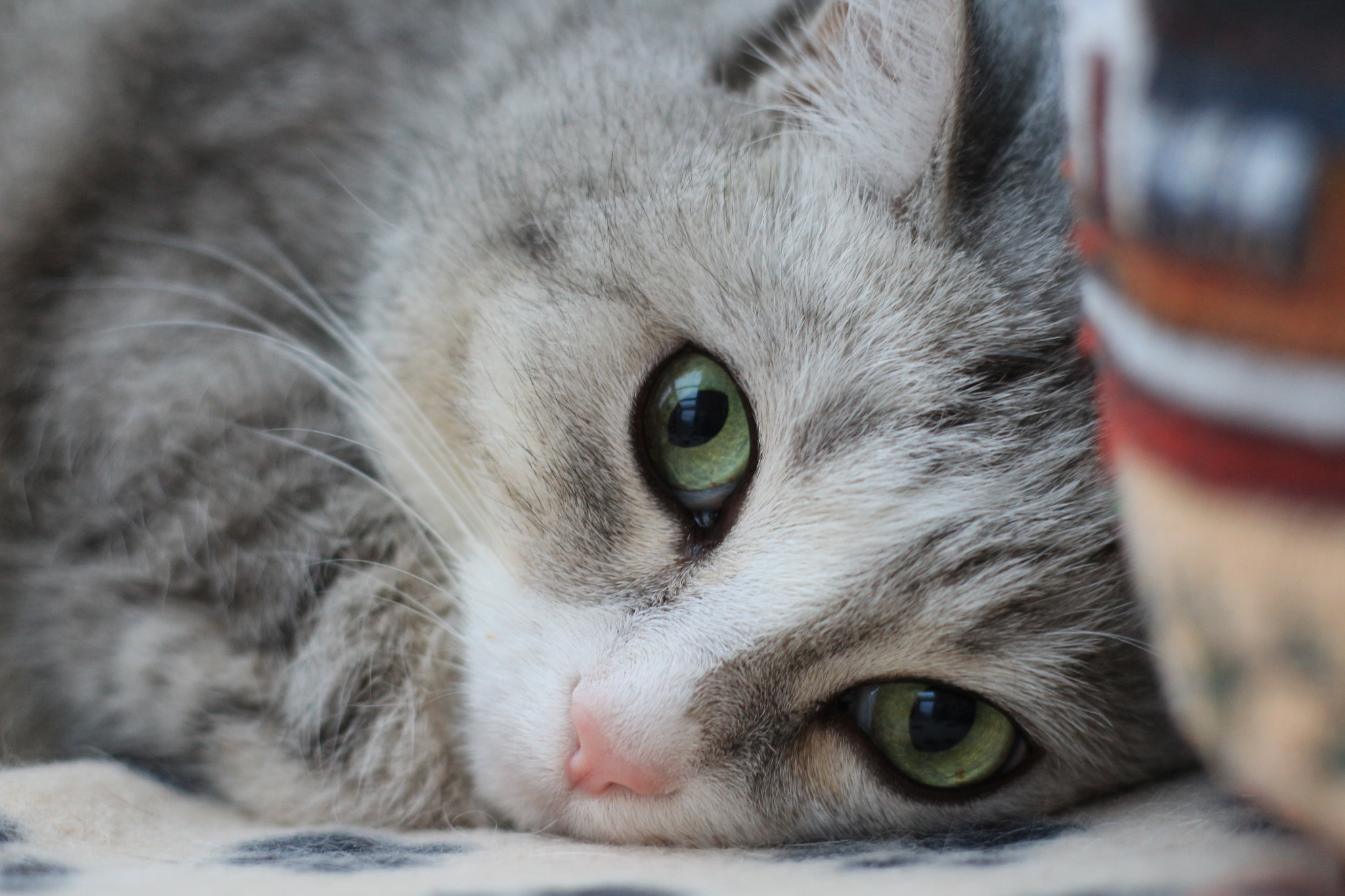 Canon EOS 700D (EOS Rebel T5i / EOS Kiss X7i) + Canon EF 50mm f/1.8 sample photo. Faszienierte katze photography