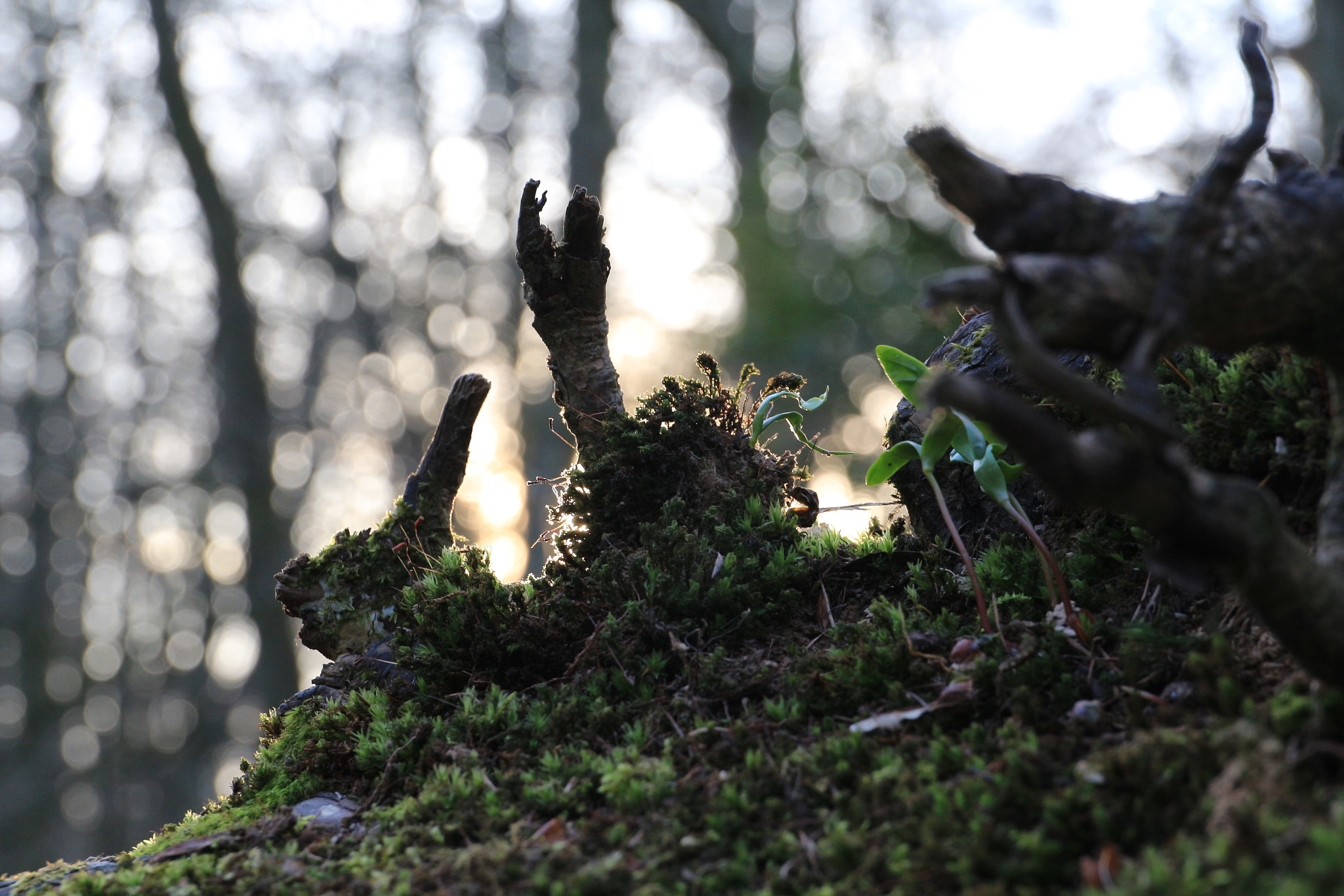 Canon EF 24-70mm F4L IS USM sample photo. Moos 2 photography