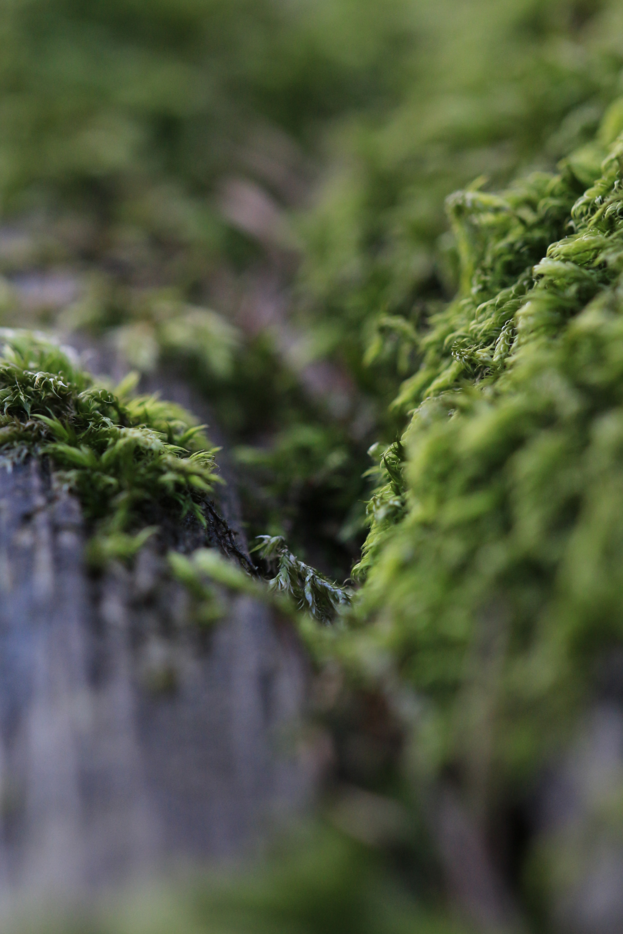 Sigma 105mm F2.8 EX DG OS HSM sample photo. Moos 1 photography