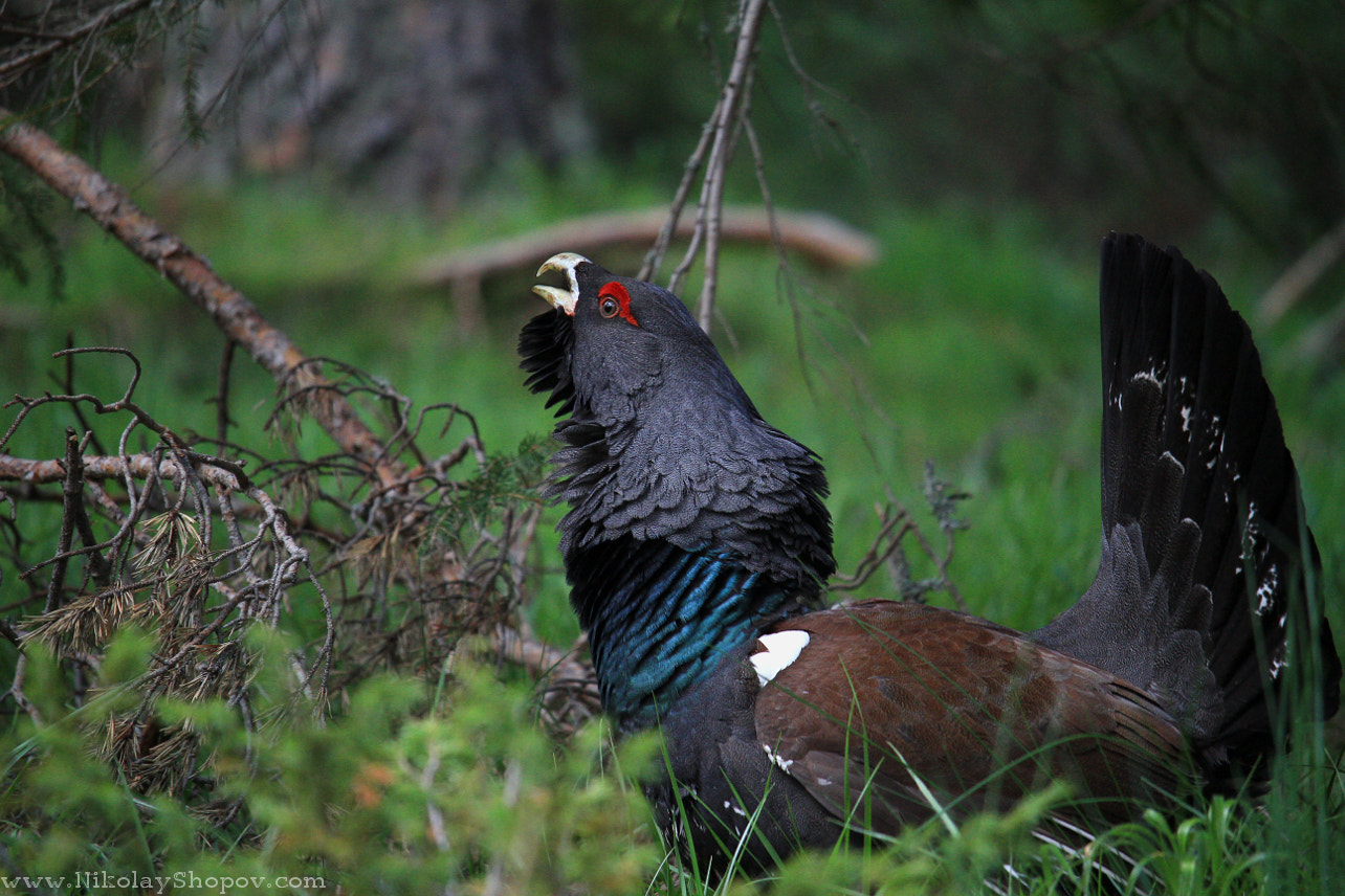 Canon EOS 7D + Canon EF-S 55-250mm F4-5.6 IS STM sample photo. Capercaillie photography
