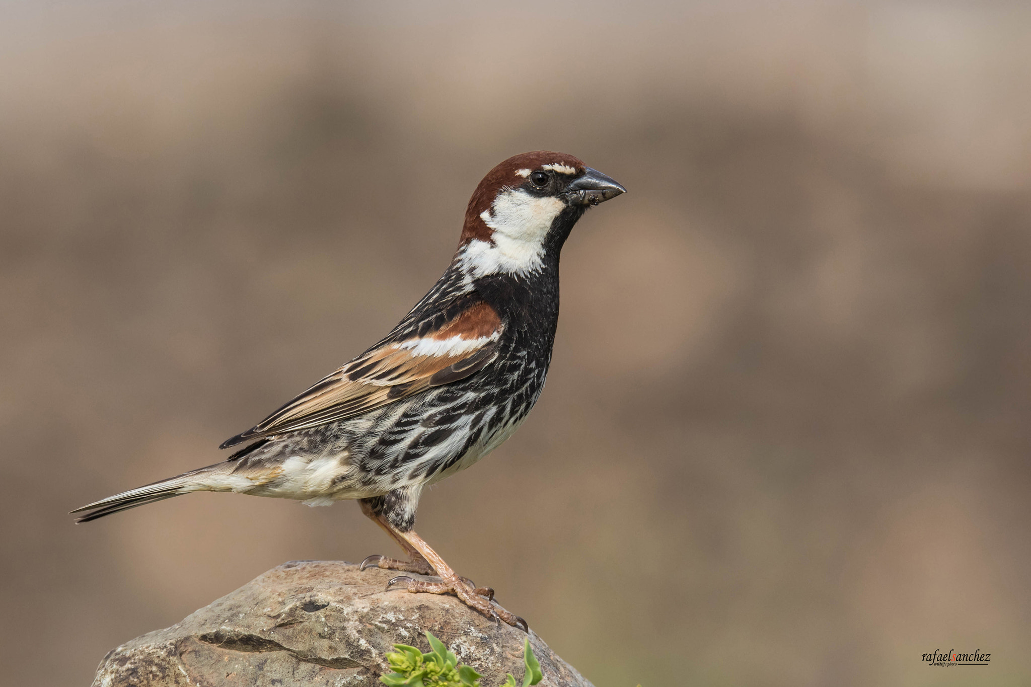 150-600mm F5-6.3 DG OS HSM | Sports 014 sample photo. Gorrion moruno - sparrow photography