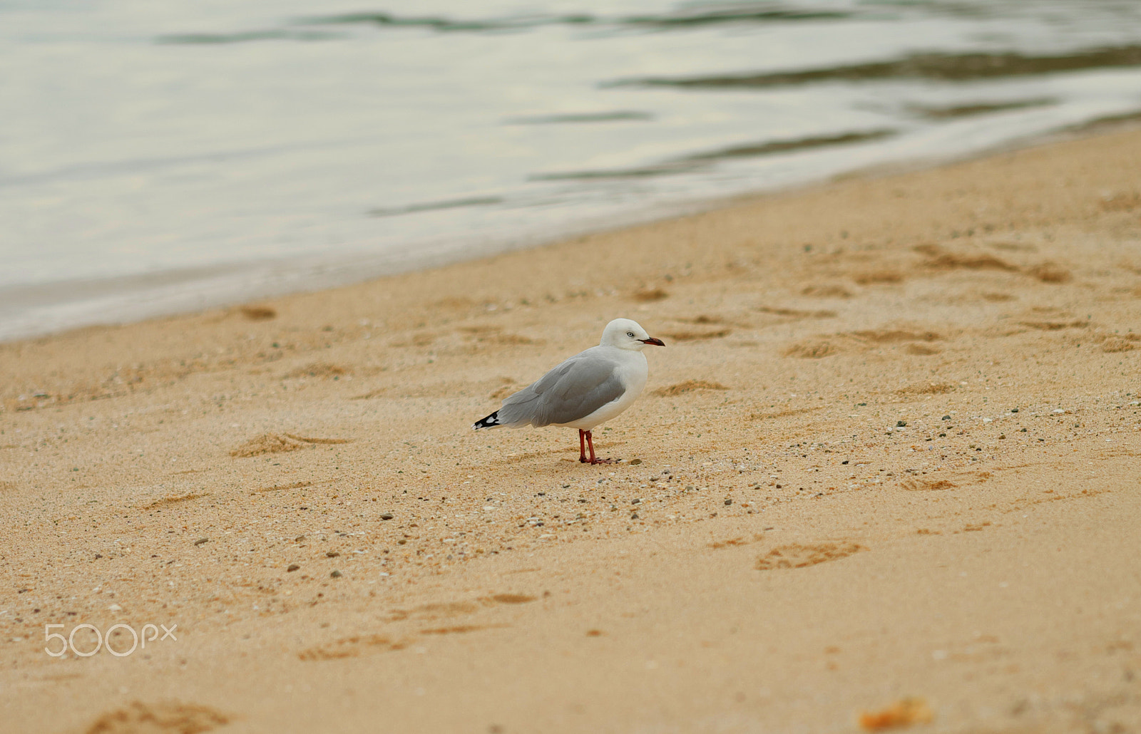 Fujifilm X-T1 sample photo. Seagull photography