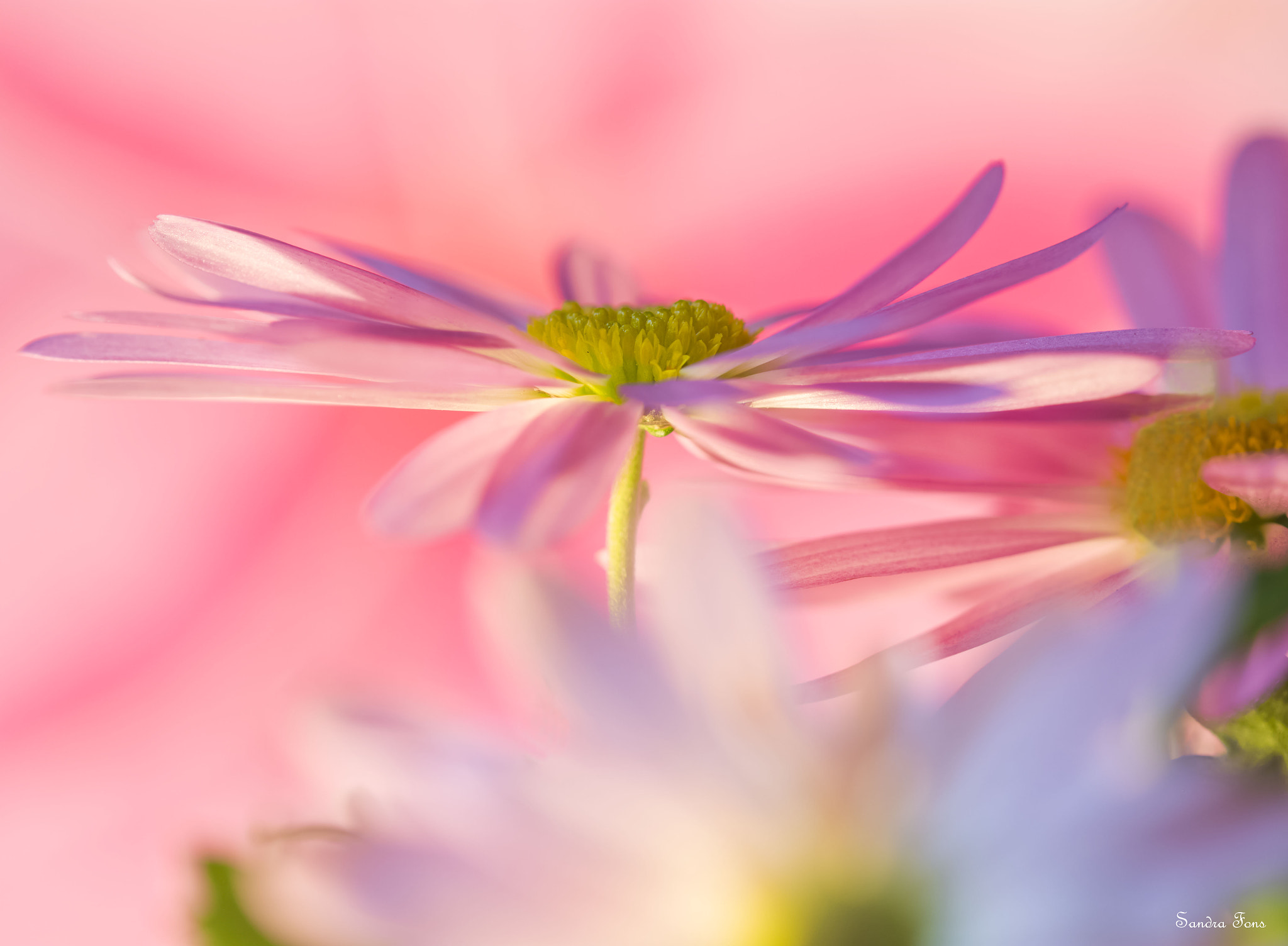 Sigma 105mm F2.8 EX DG OS HSM sample photo. Margarita photography