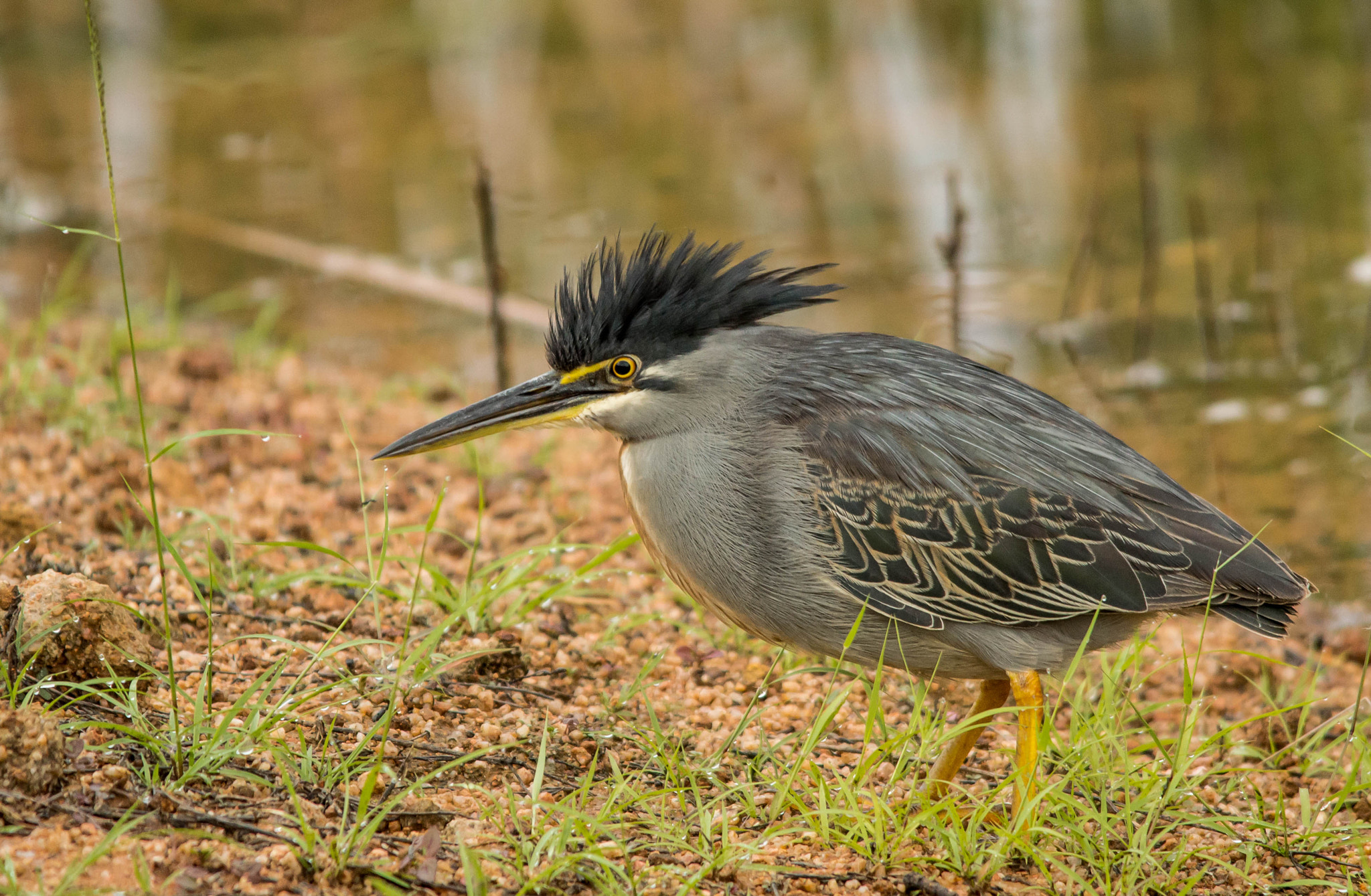 Nikon D3200 + Sigma 150-500mm F5-6.3 DG OS HSM sample photo. Green backed heron photography