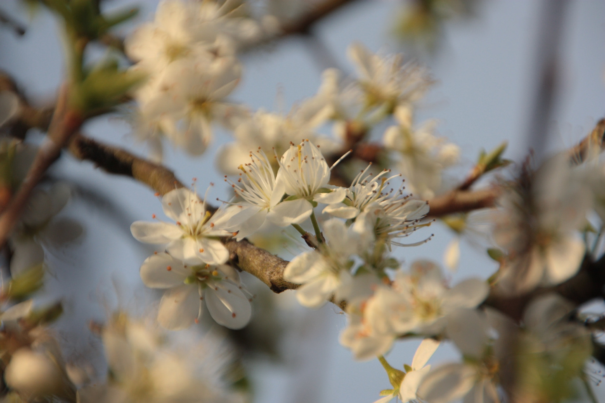 Sigma 18-250mm F3.5-6.3 DC OS HSM sample photo