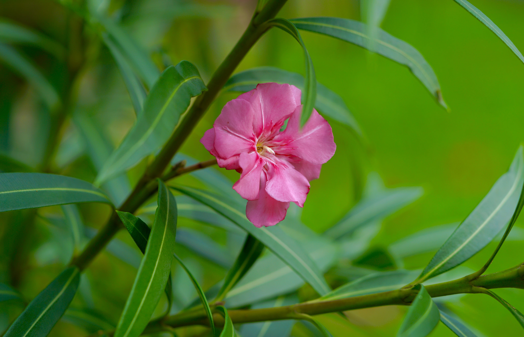 Sony a7R II + Sony FE 90mm F2.8 Macro G OSS sample photo