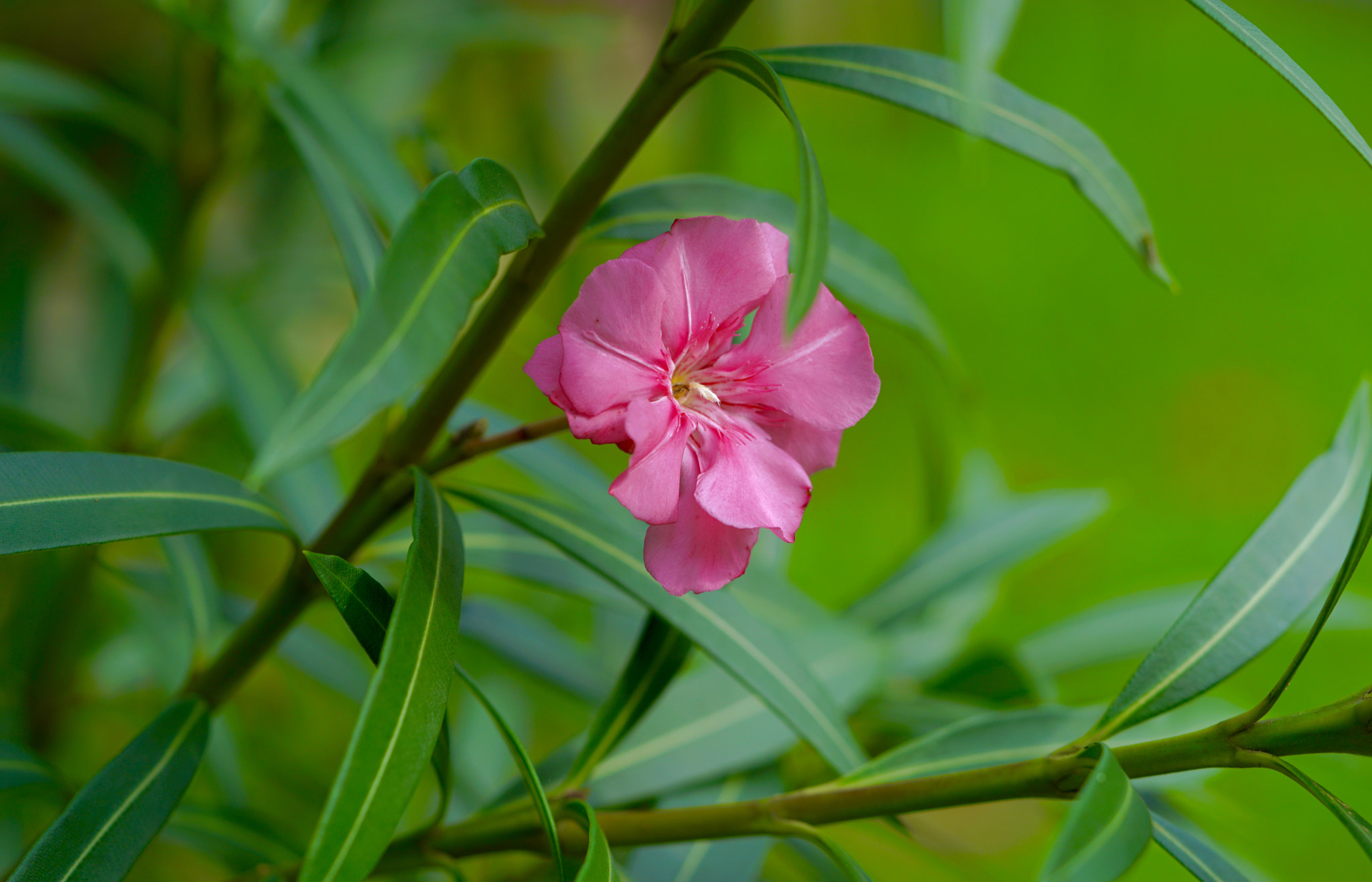 Sony FE 90mm F2.8 Macro G OSS sample photo