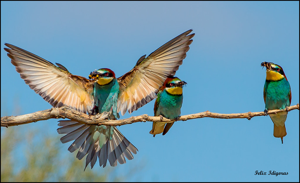 Canon EOS-1D X + Canon EF 500mm F4L IS USM sample photo. De caza photography