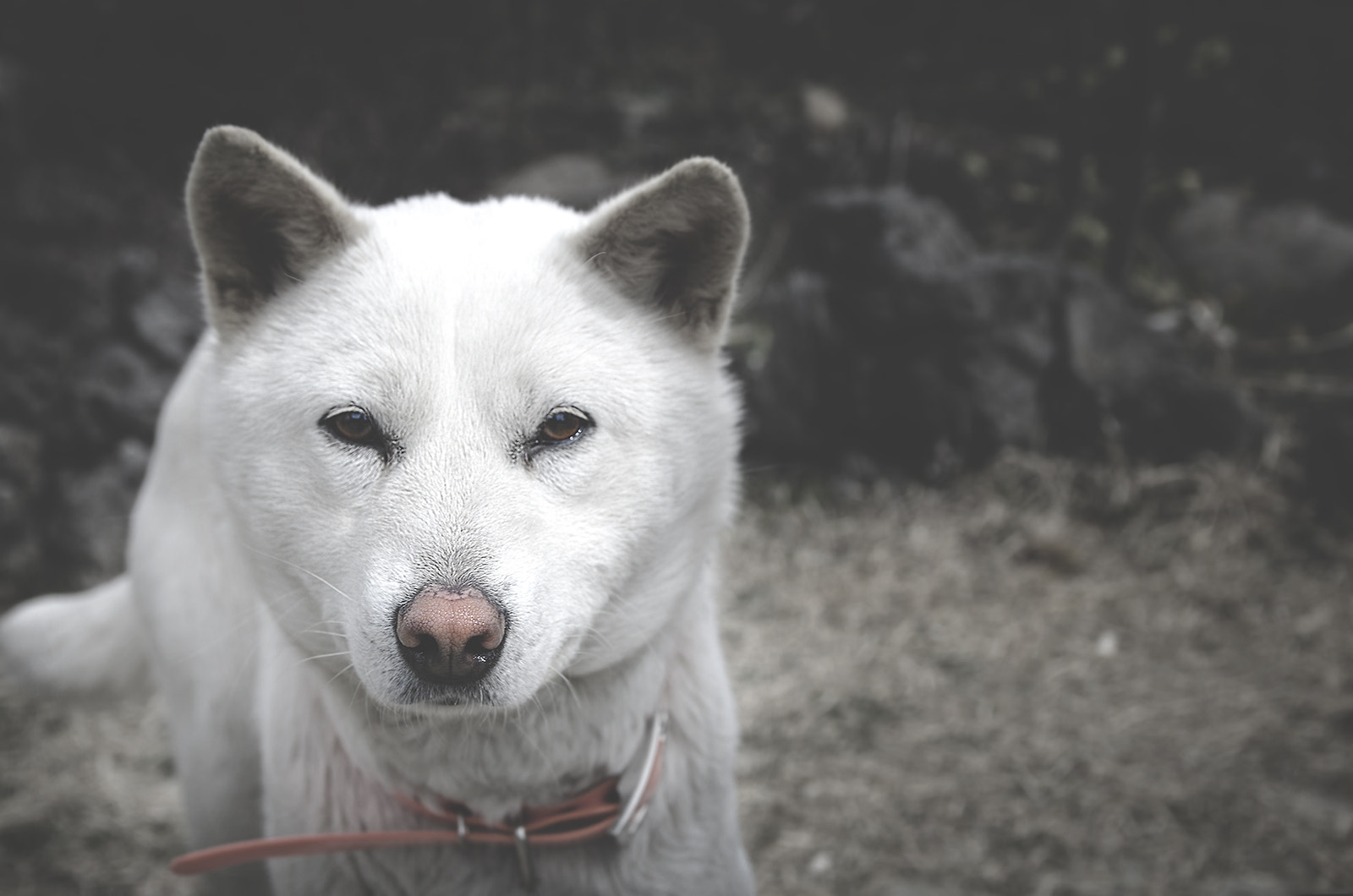 Nikon D7000 + Sigma 17-50mm F2.8 EX DC OS HSM sample photo. The dog photography