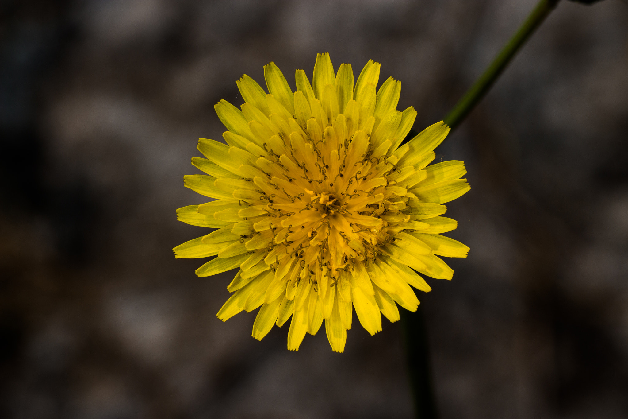 Canon EOS 700D (EOS Rebel T5i / EOS Kiss X7i) + Tamron SP AF 90mm F2.8 Di Macro sample photo. Dandelion photography