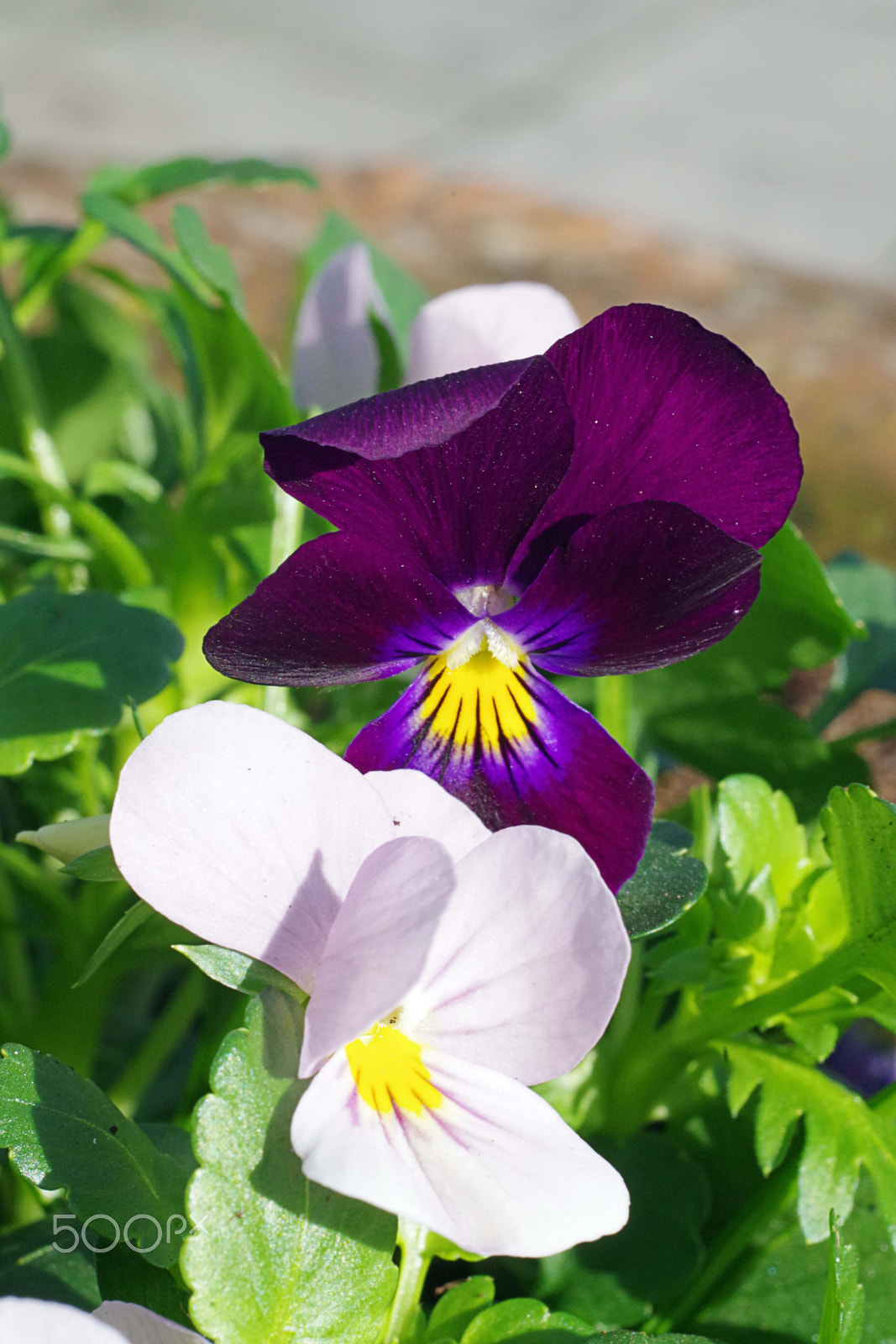 Pentax K-S2 + A Series Lens sample photo. Pansy photography