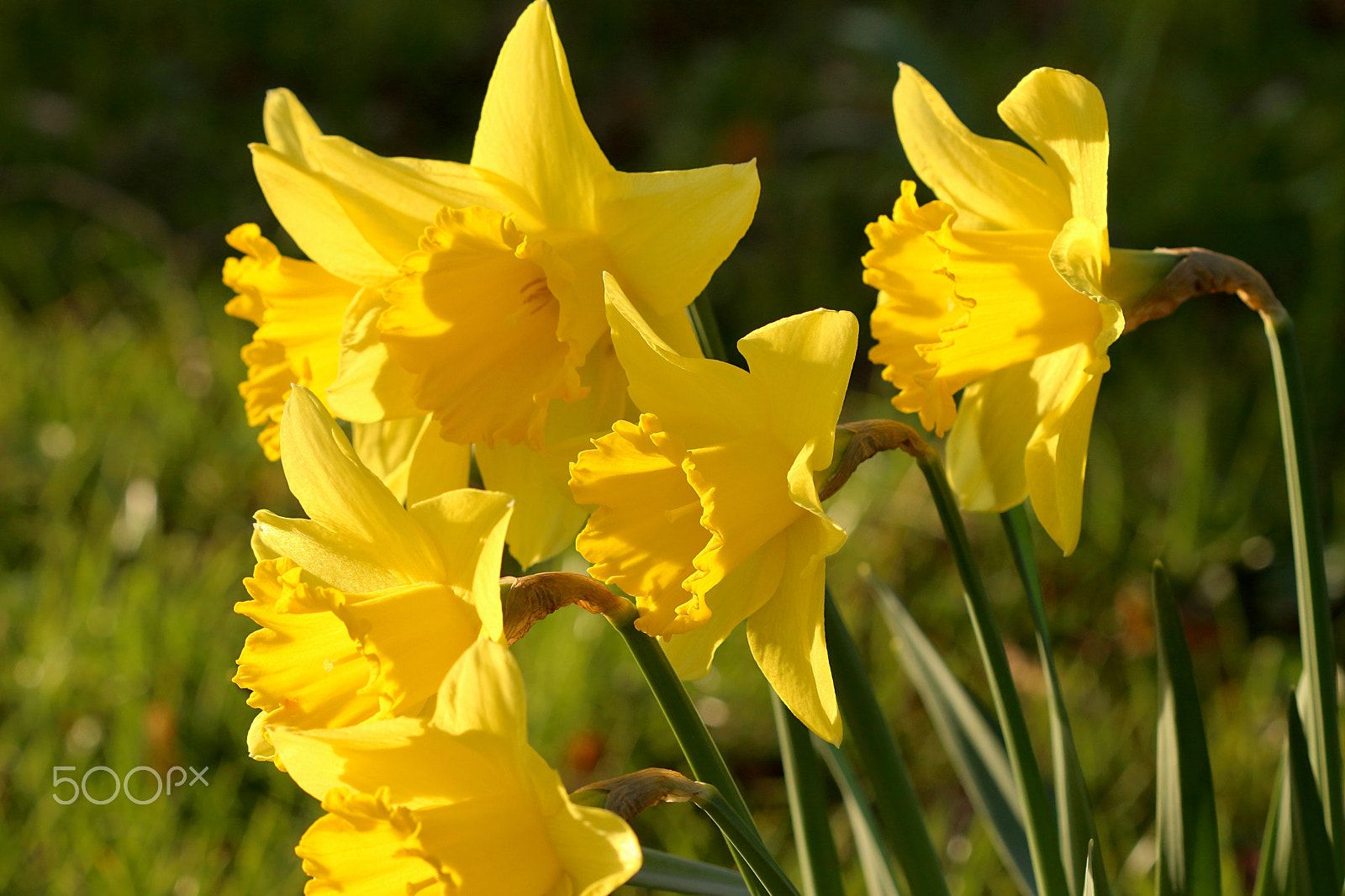 Canon EF 100mm F2.8 Macro USM sample photo. Narzissen photography