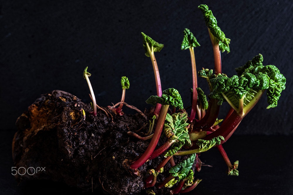 Olympus OM-D E-M5 II + Olympus M.Zuiko Digital 45mm F1.8 sample photo. Rhubarb in progress photography
