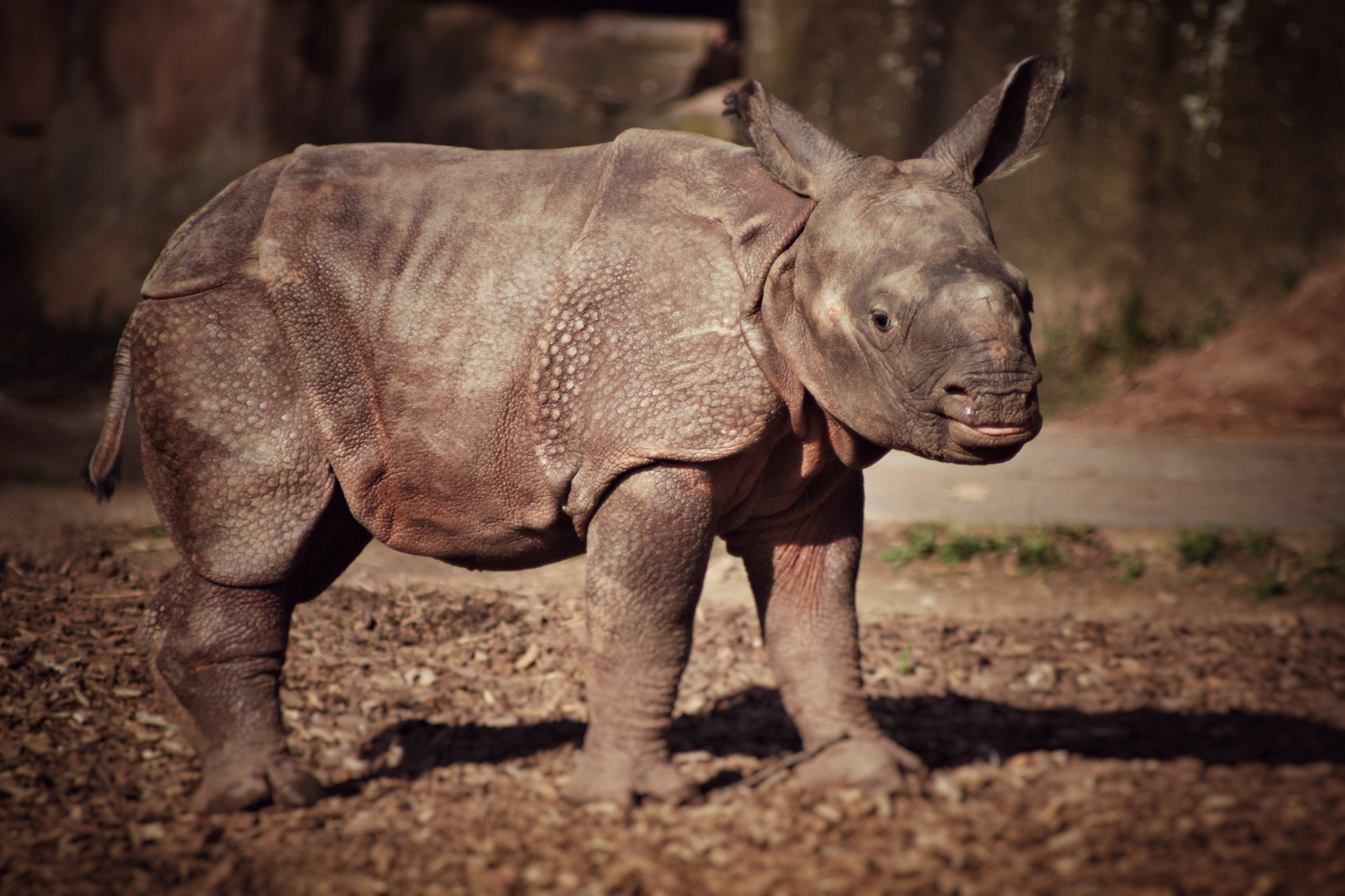 Canon EF 70-210mm f/4 sample photo. Nashorn baby photography