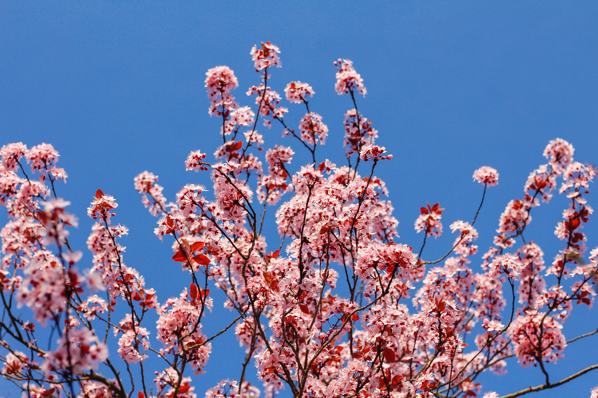 Canon EOS 650D (EOS Rebel T4i / EOS Kiss X6i) + Canon EF 50mm F1.8 STM sample photo. Pink flowers photography