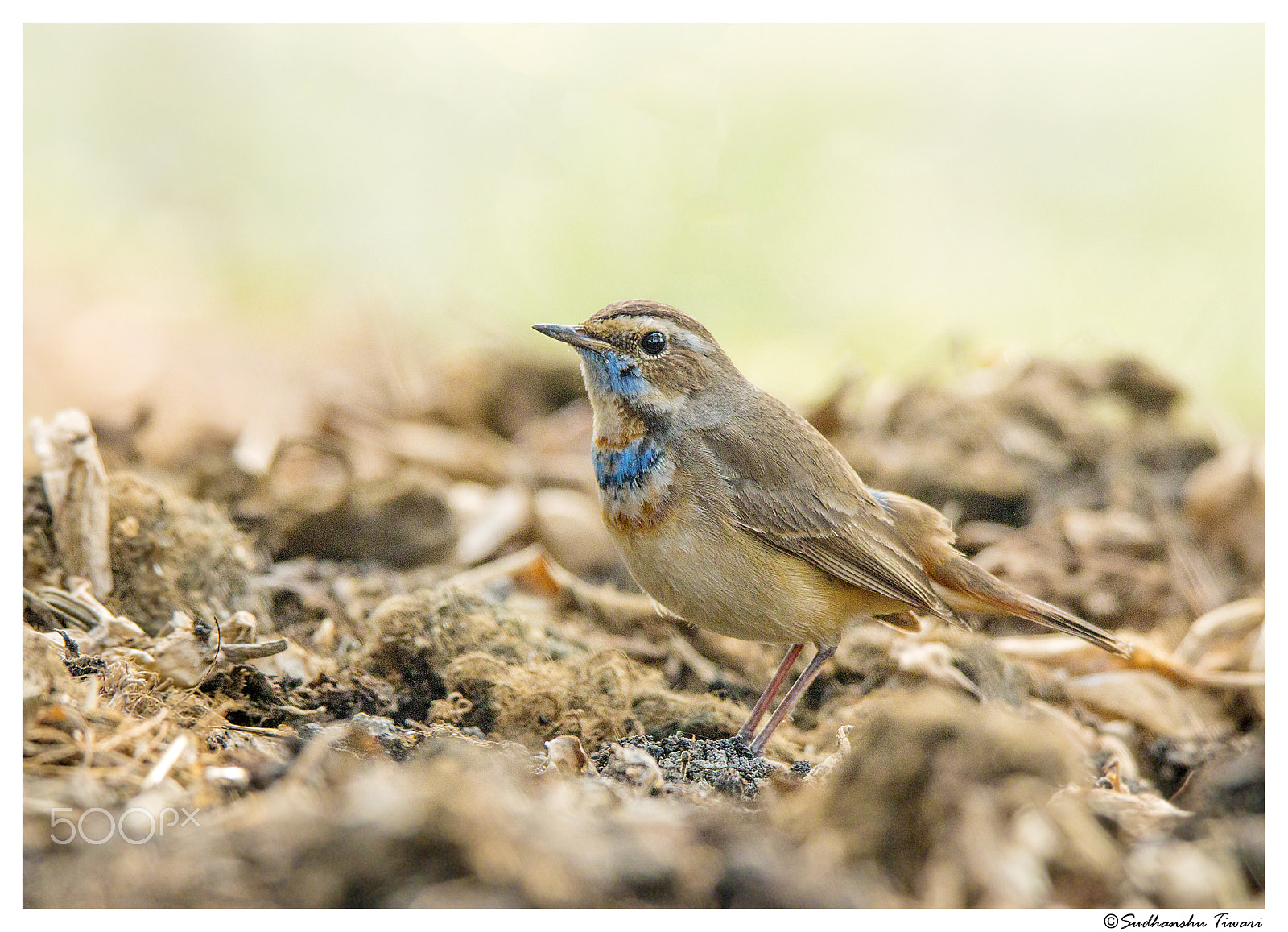 Tamron SP 150-600mm F5-6.3 Di VC USD sample photo. The bluethroat (luscinia svecica) photography