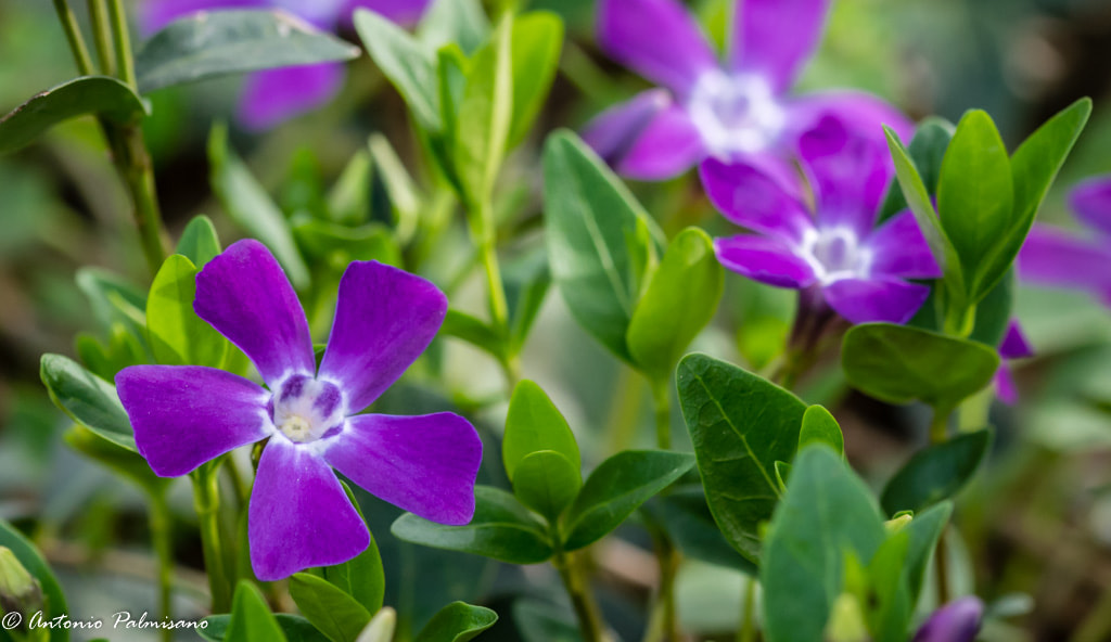 Sigma 105mm F2.8 EX DG OS HSM sample photo