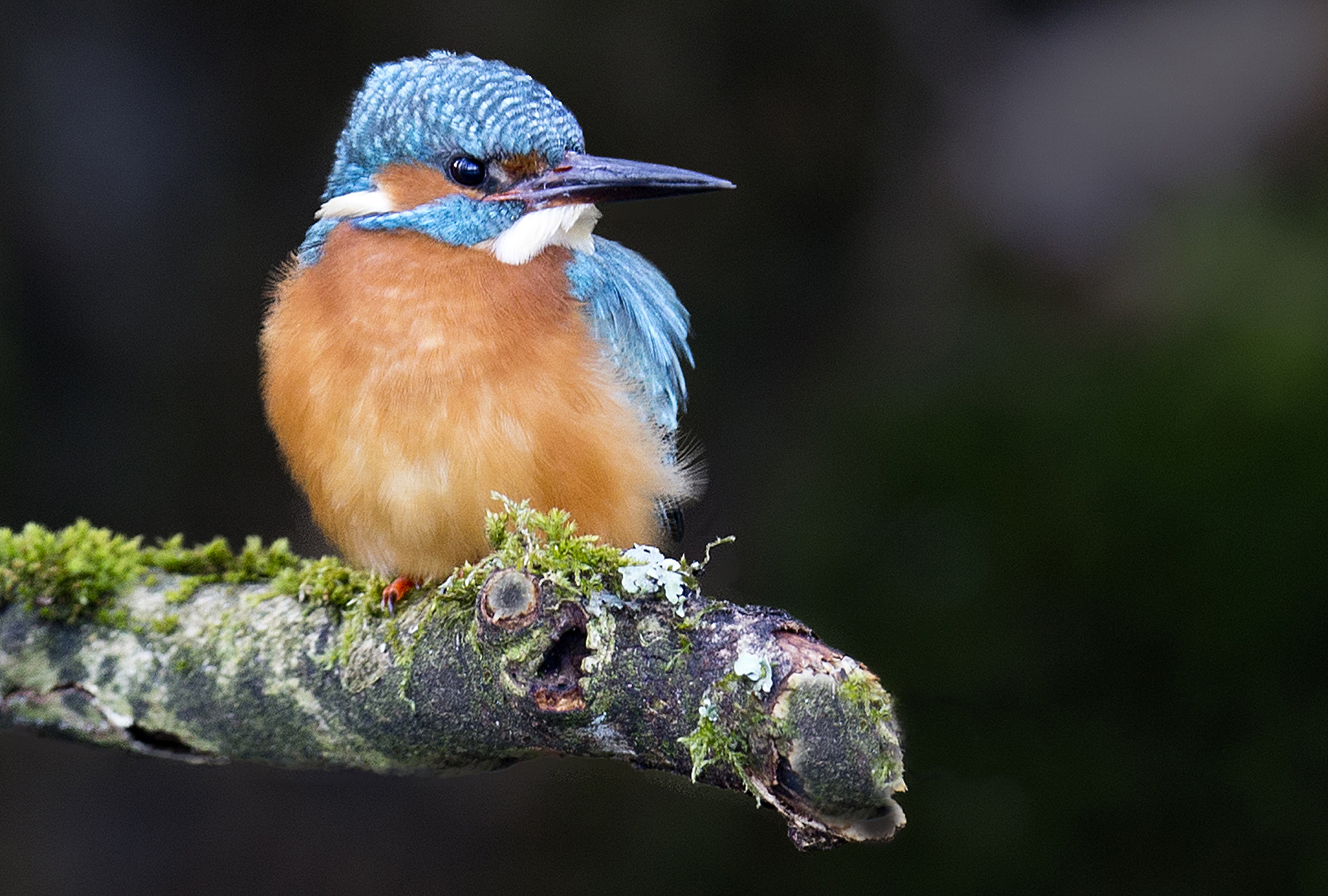 Canon EOS-1D X + Canon EF 400mm F2.8L IS II USM sample photo. Kingfisher photography