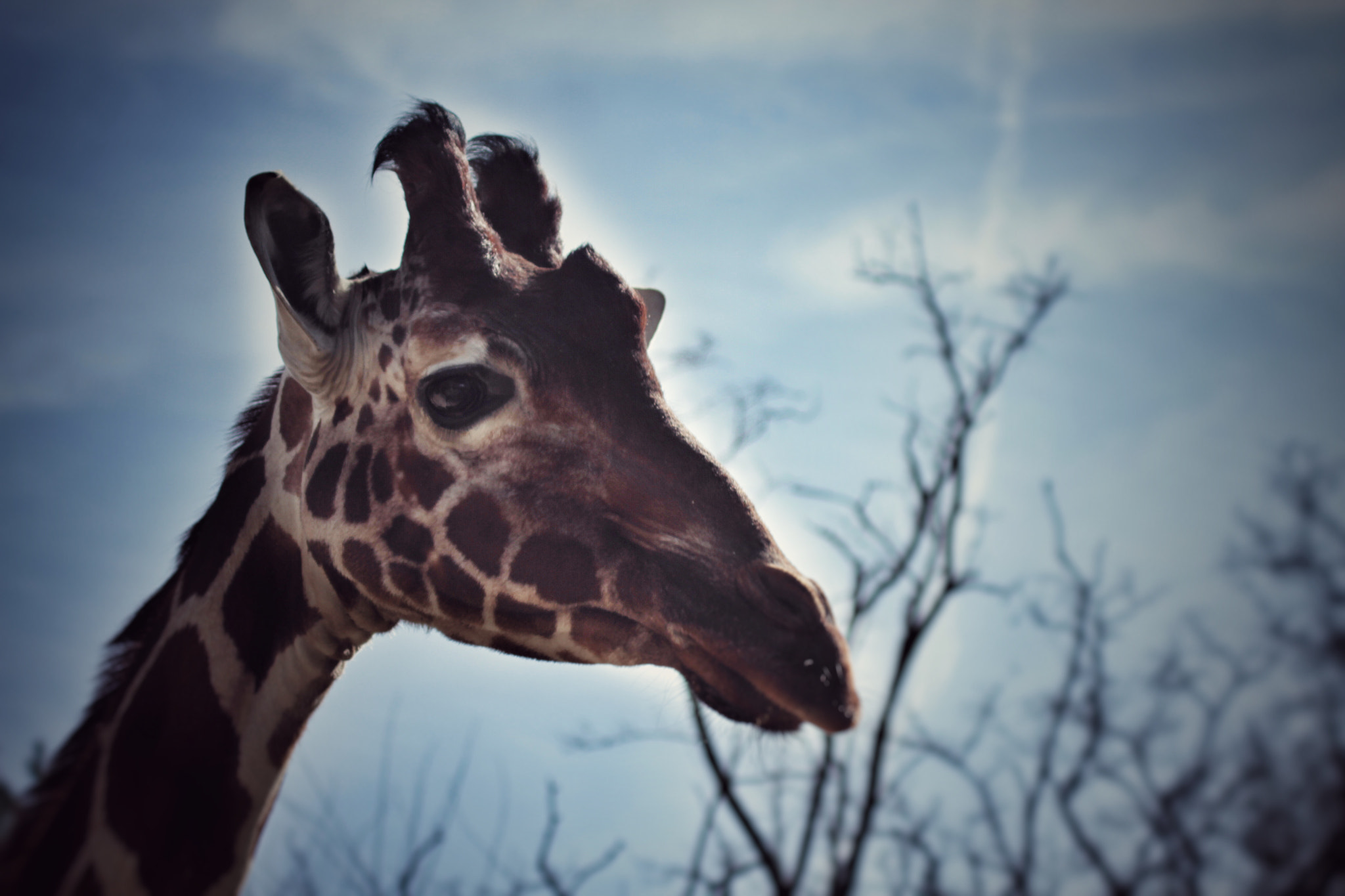 Canon EOS 7D sample photo. Giraffe photography