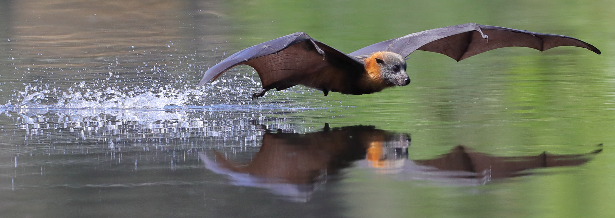 Canon EF 400mm F2.8L IS II USM sample photo. Low flying photography