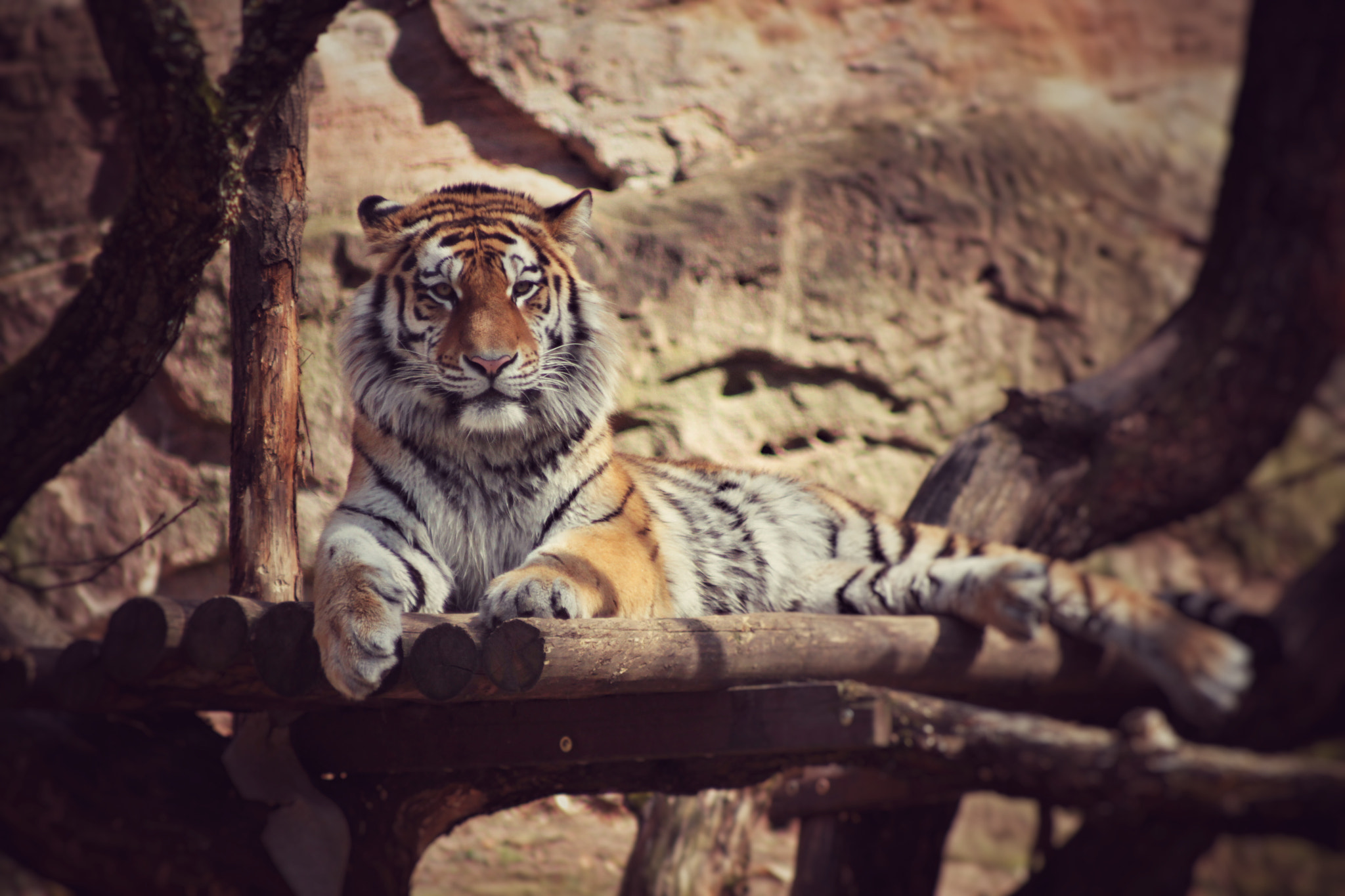 Canon EOS 7D + Canon EF 70-210mm f/4 sample photo. Tiger photography